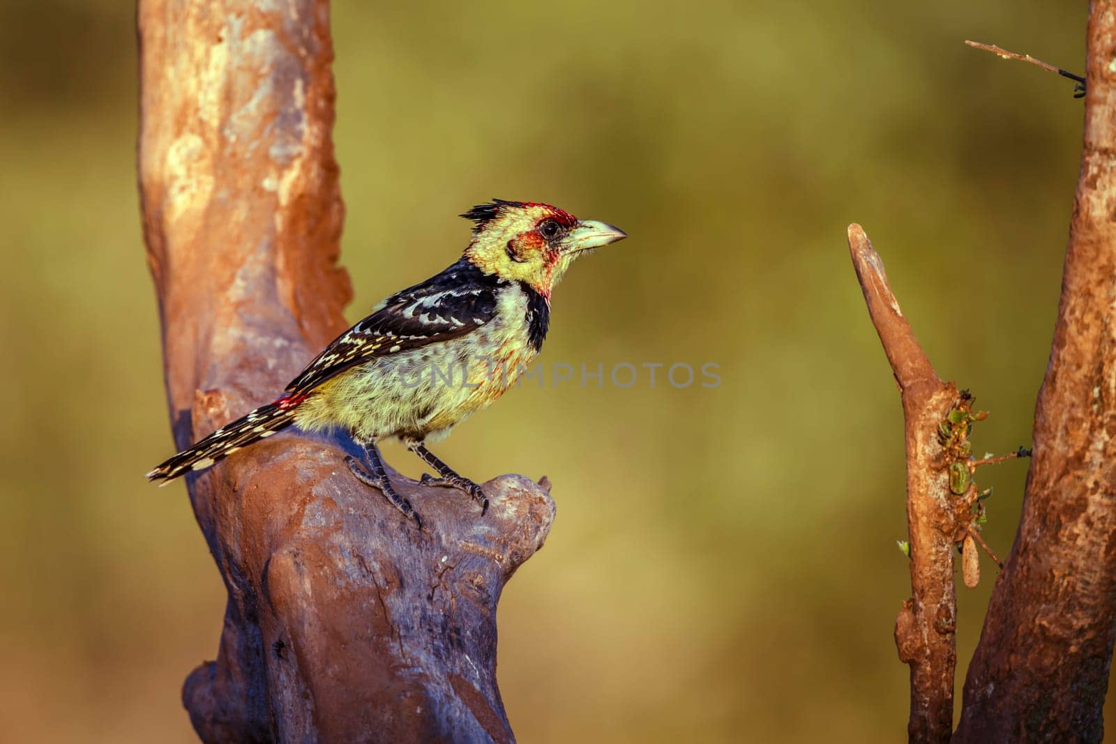 Crested Barbet  standing on a branch in morning light in Greater Kruger National park, South Africa ; Specie Trachyphonus vaillantii family of Ramphastidae
