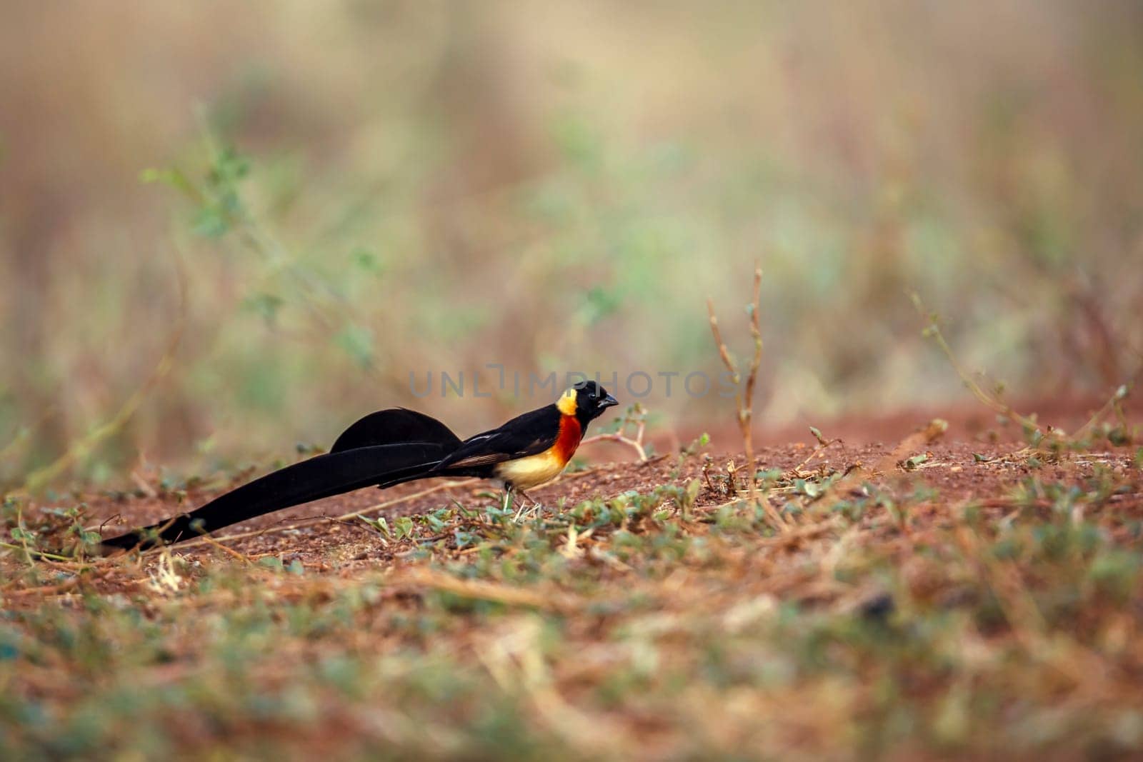 Eastern Paradise-Whydah male ground level in savannah in Greater Kruger National park, South Africa ; Specie Vidua paradisaea family of Viduidae