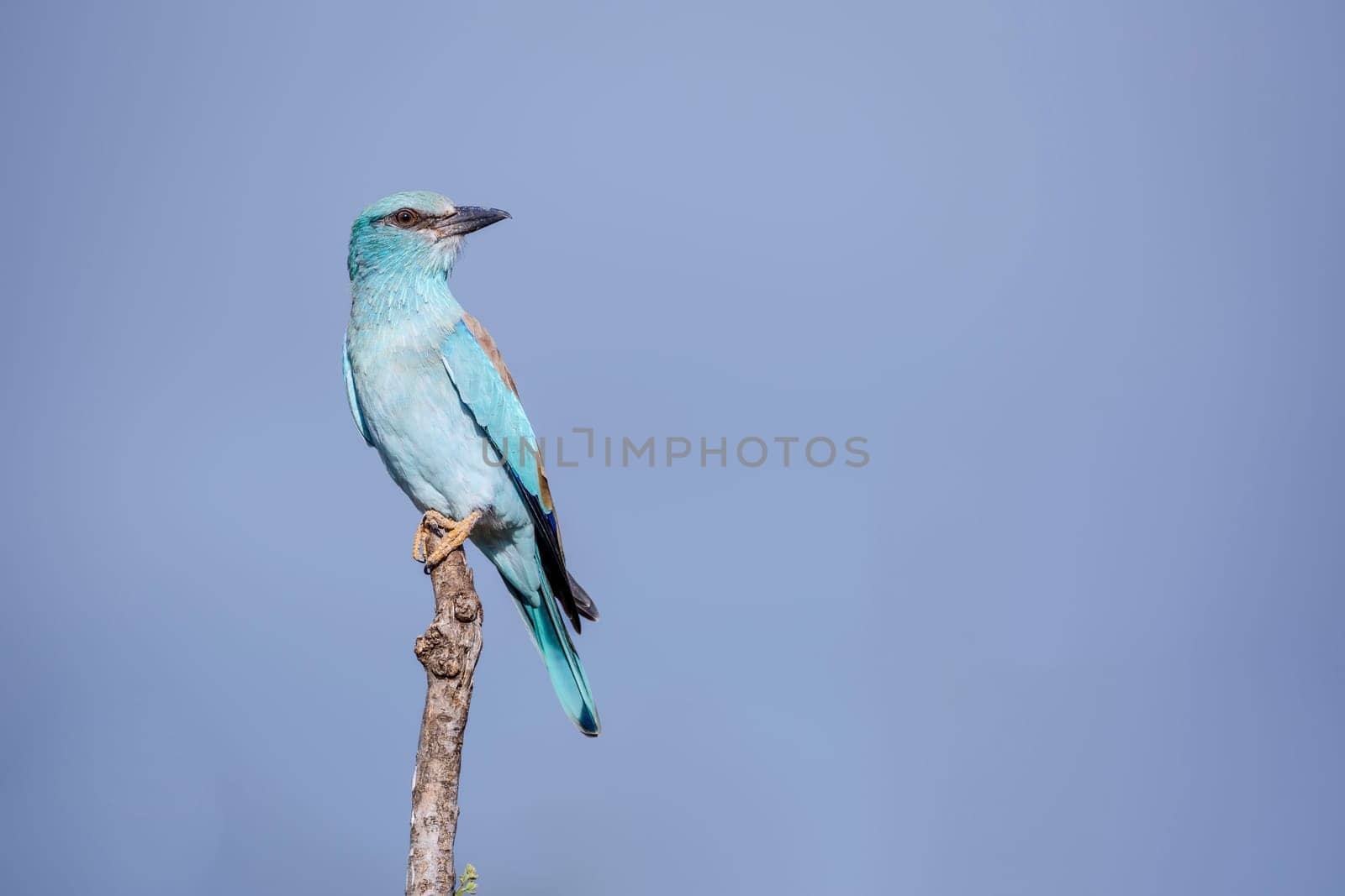 European Roller standing on a branch isolated in blue sky  in Greater Kruger National park, South Africa ; Specie Coracias garrulus family of Coraciidae