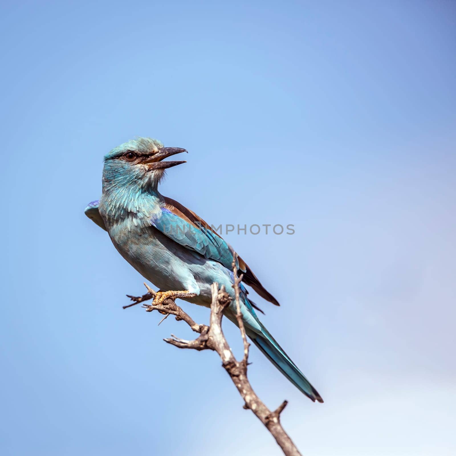 European Roller standing on a branch isolated in blue sky in Greater Kruger National park, South Africa ; Specie Coracias garrulus family of Coraciidae