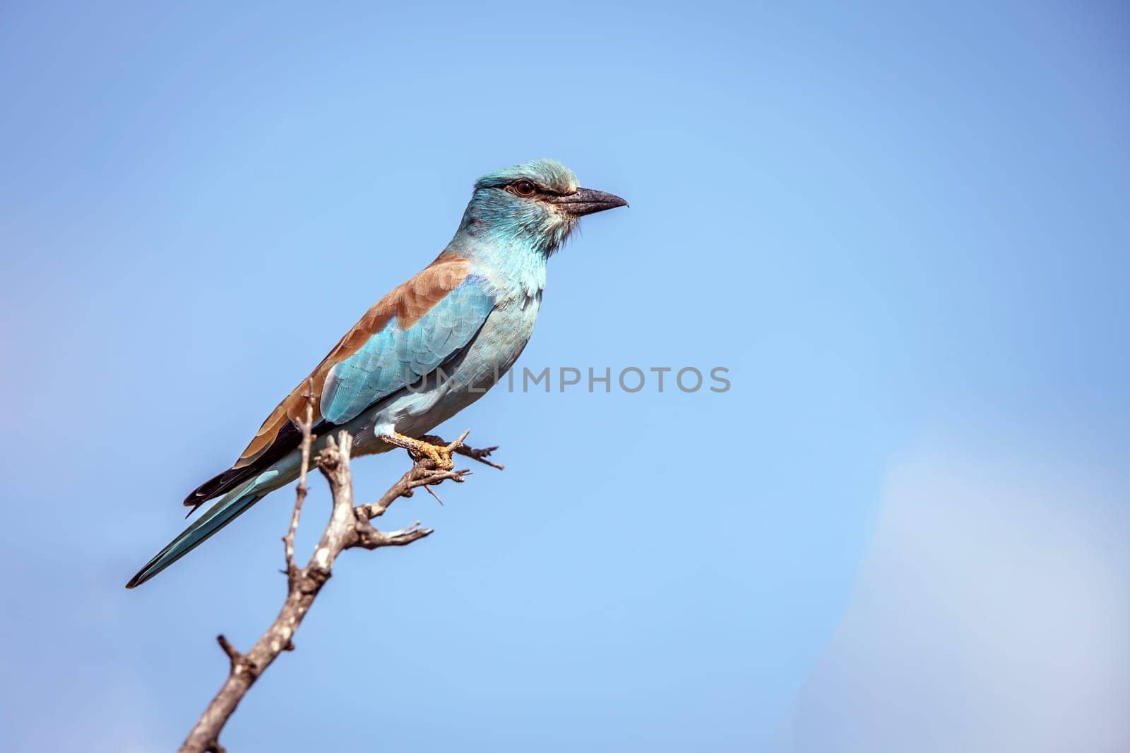 European Roller standing on a branch isolated in blue sky in Greater Kruger National park, South Africa ; Specie Coracias garrulus family of Coraciidae