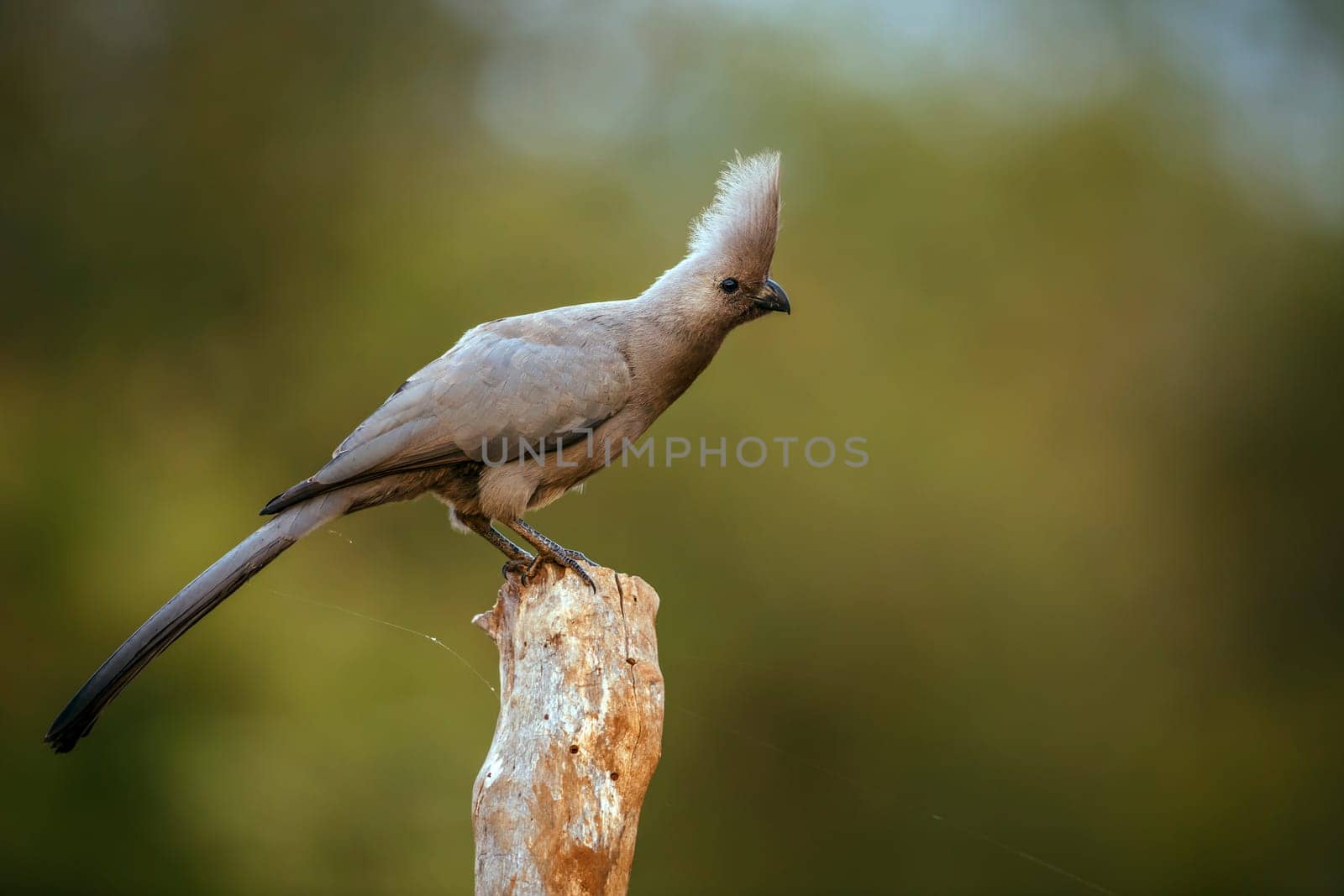 Grey go away bird standing on a log in Kruger National park, South Africa ; Specie Corythaixoides concolor family of Musophagidae 