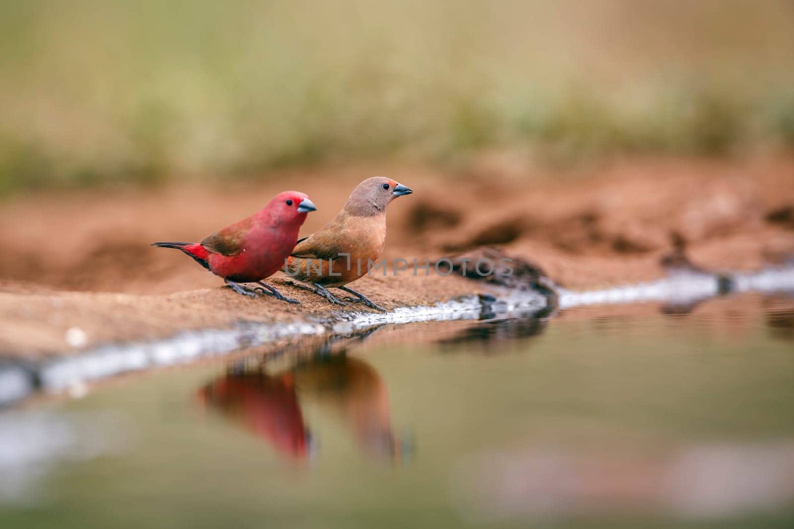 Jameson Firefinch couple standing along waterhole with reflection in Greater Kruger National park, South Africa ; Specie Lagonosticta rhodopareia family of Estrildidae