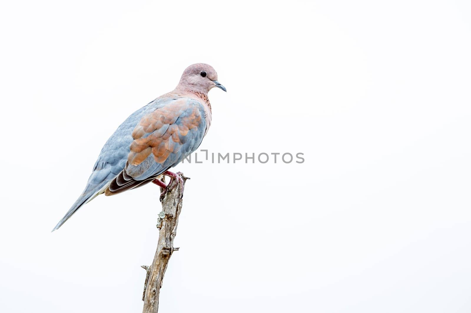 Laughing Dove in Greater Kruger National park, South Africa ; Specie Streptopelia senegalensis family of Columbidae
