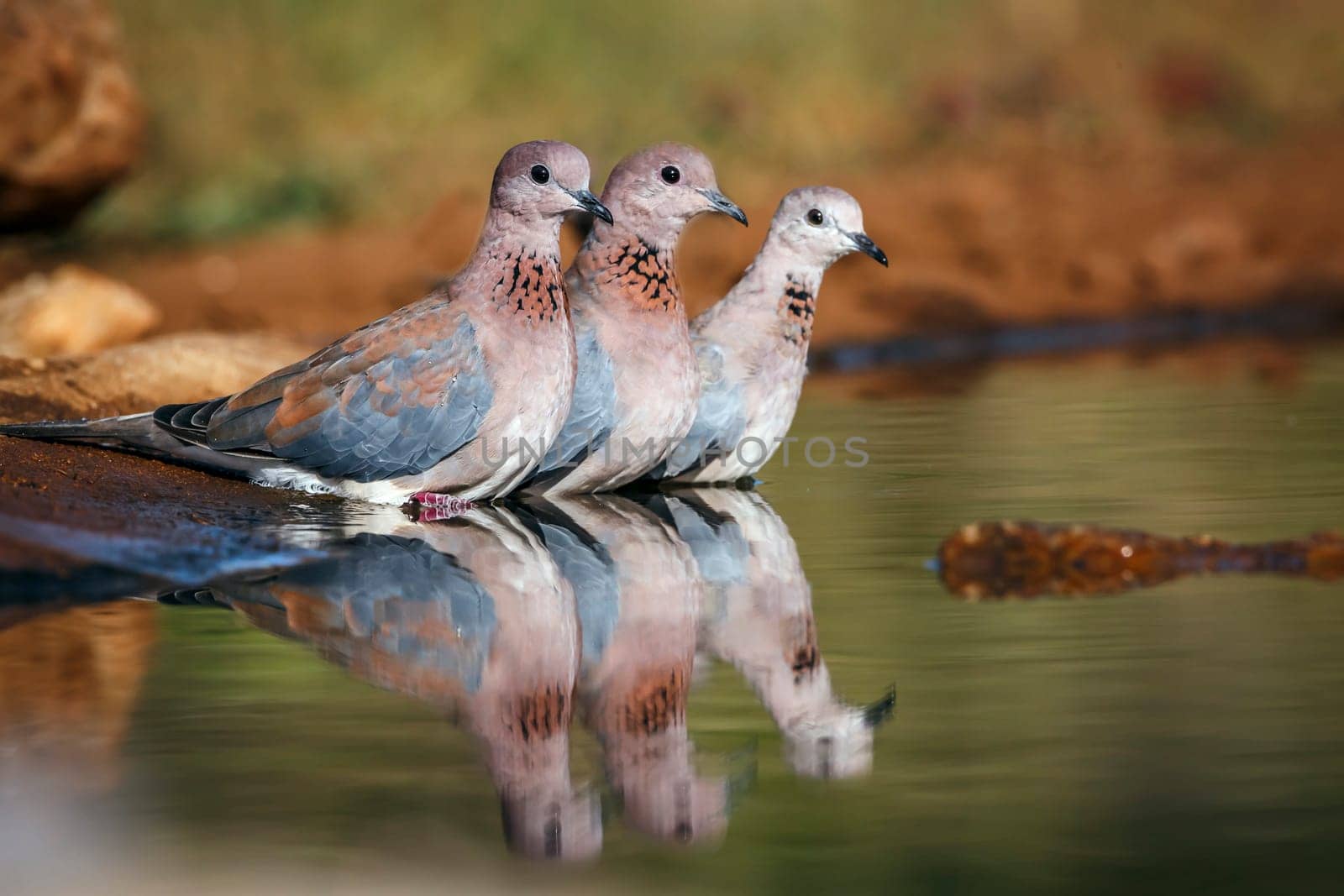 Three Laughing Dove bathing in waterhole with reflection in Greater Kruger National park, South Africa ; Specie Streptopelia senegalensis family of Columbidae