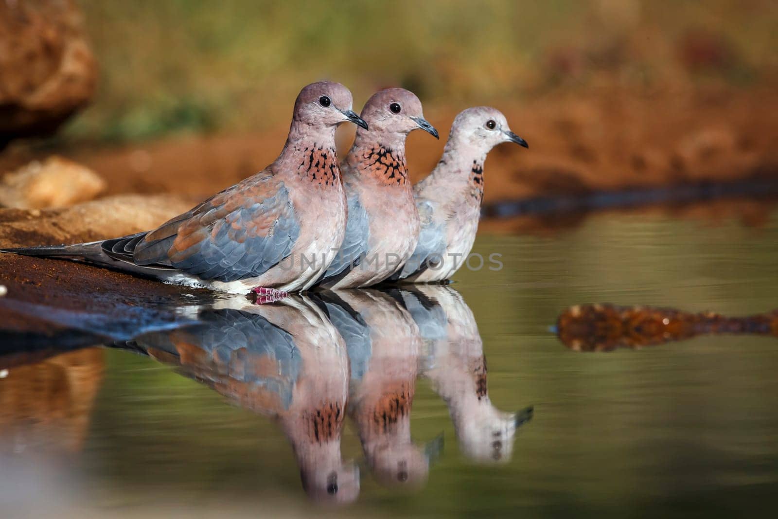 Three Laughing Dove bathing in waterhole with reflection in Greater Kruger National park, South Africa ; Specie Streptopelia senegalensis family of Columbidae