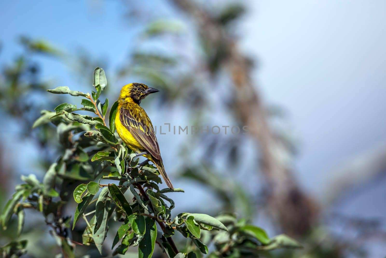 Lesser Masked Weaver eclipse male standing on a shrub in Greater Kruger National park, South Africa ; Specie Ploceus intermedius family of Ploceidae