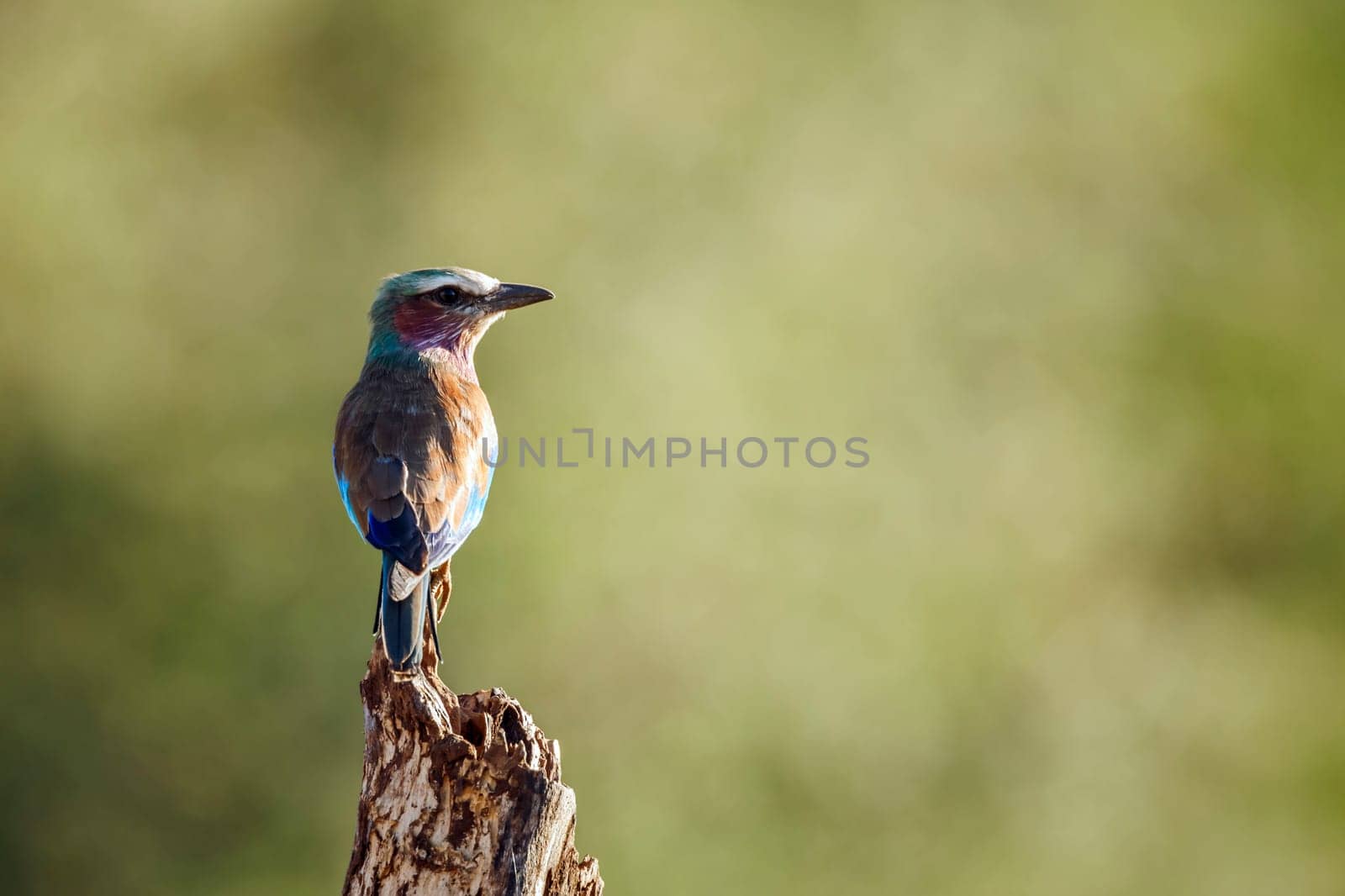 Lilac breasted roller standing rear view on a log in Greater Kruger National park, South Africa ; Specie Coracias caudatus family of Coraciidae