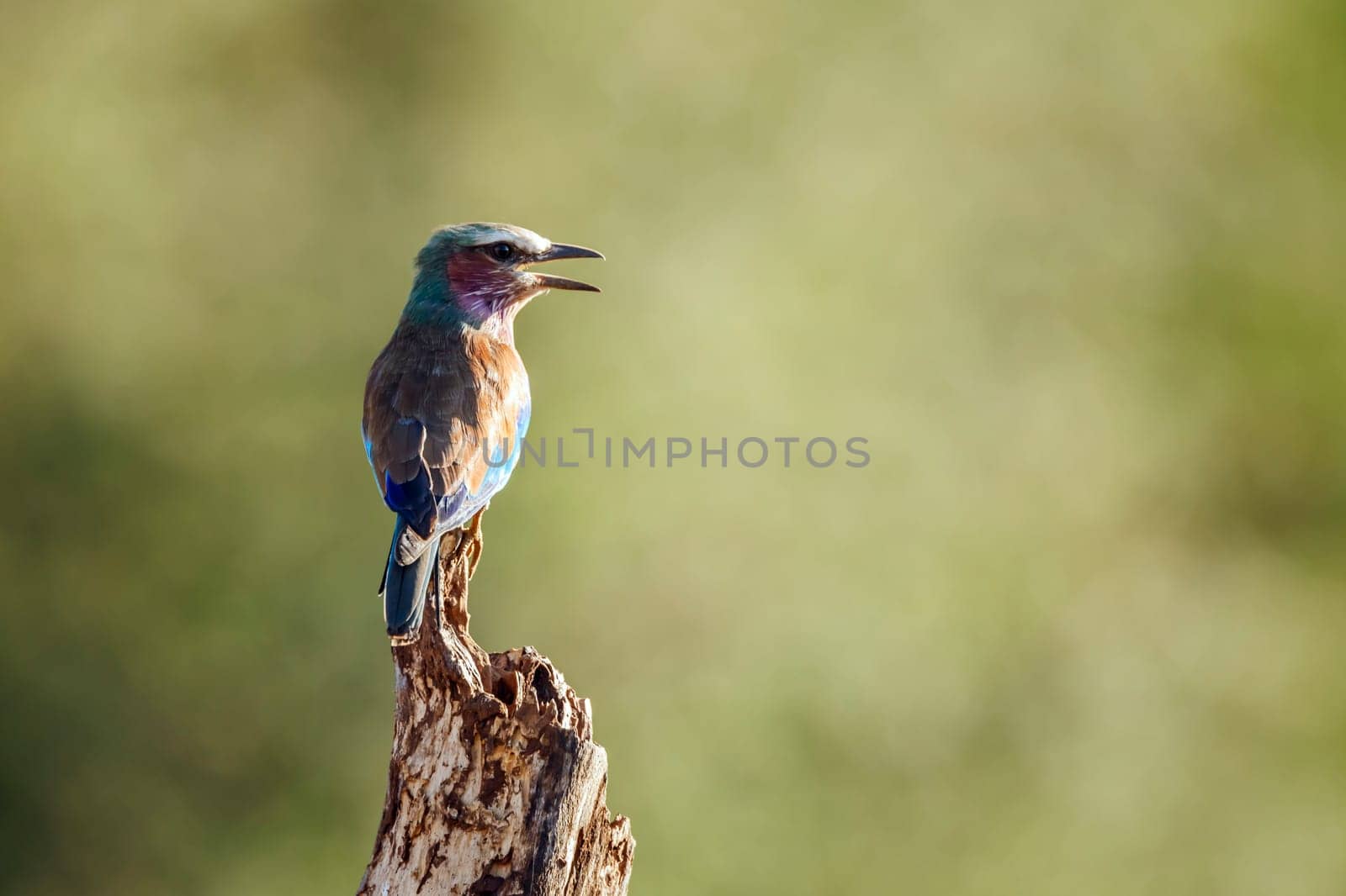 Lilac breasted roller standing rear view on a log in Greater Kruger National park, South Africa ; Specie Coracias caudatus family of Coraciidae