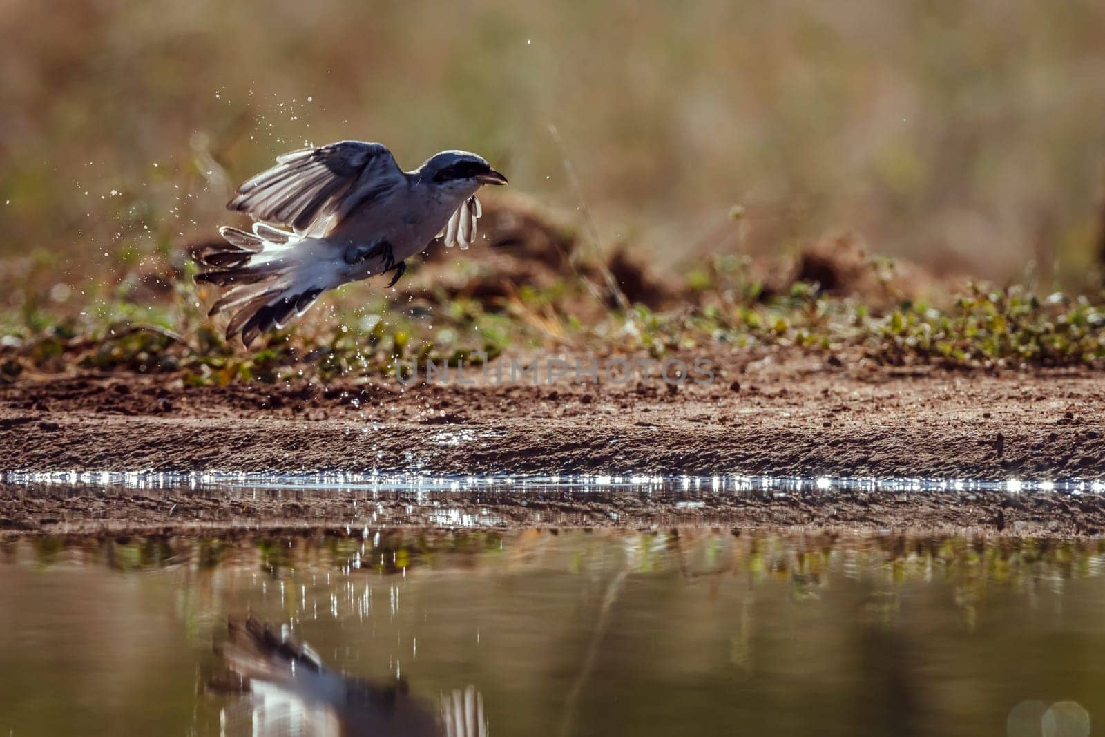 Red-backed Shrike male playing in waterhole backlit in Greater Kruger National park, South Africa ; Specie Lanius collurio family of Laniidae
