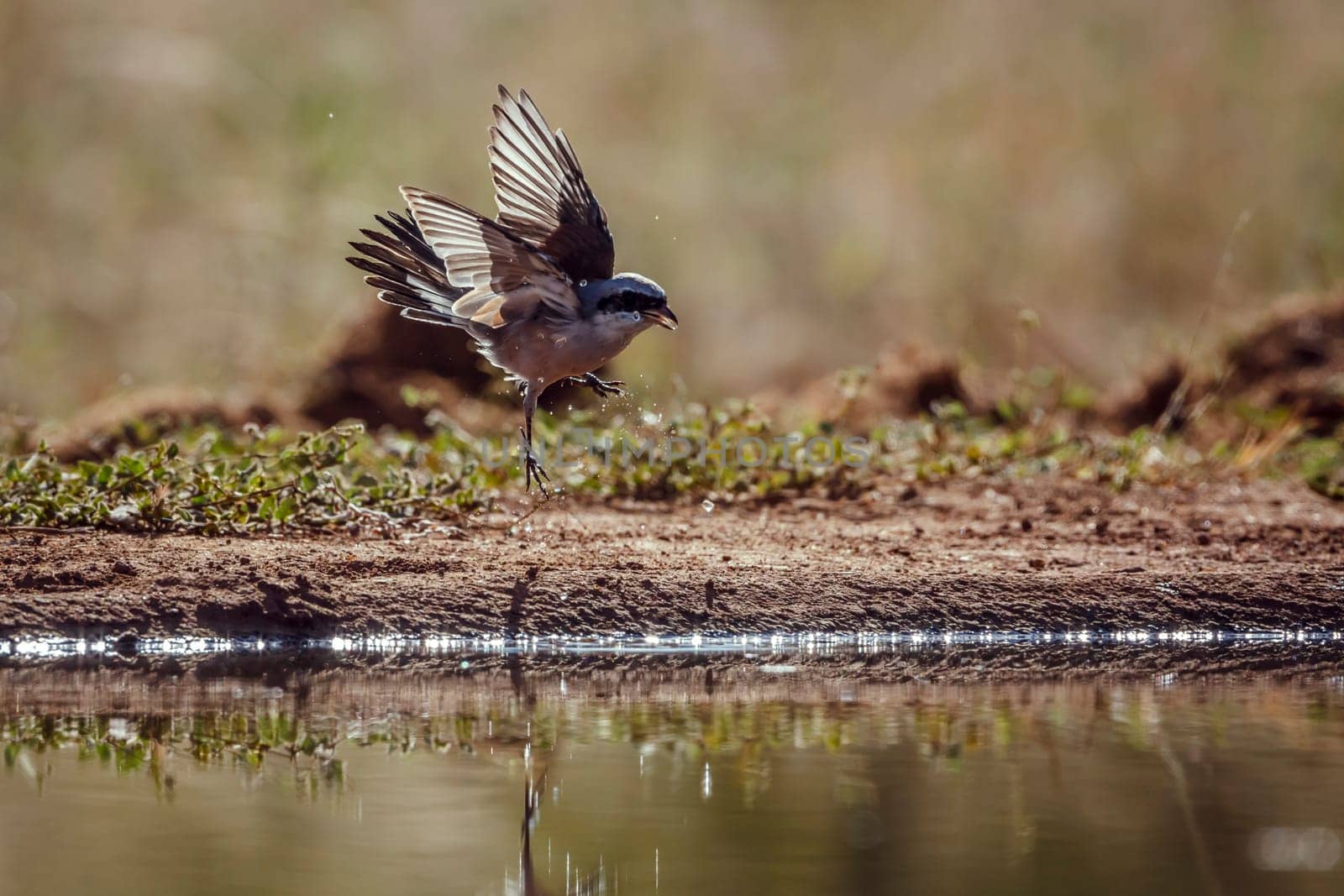 Red-backed Shrike male playing in waterhole backlit in Greater Kruger National park, South Africa ; Specie Lanius collurio family of Laniidae