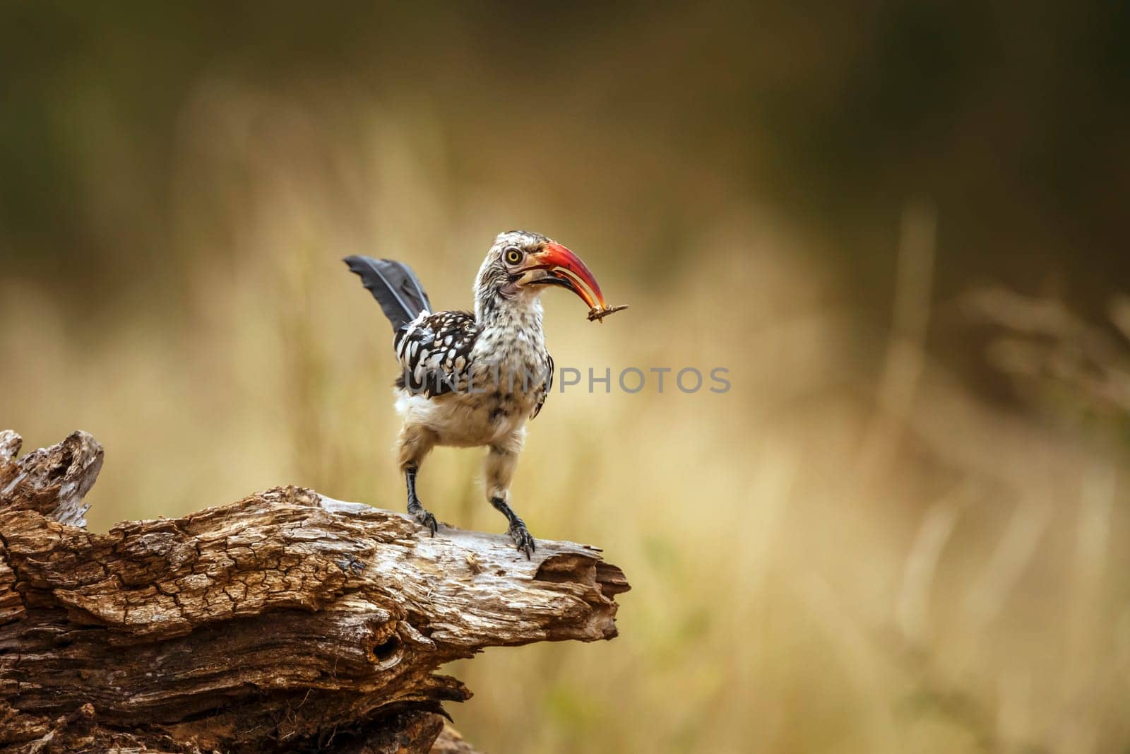 Southern Red billed Hornbill standing on a log eating insect in Greater Kruger National park, South Africa ; Specie Tockus rufirostris family of Bucerotidae