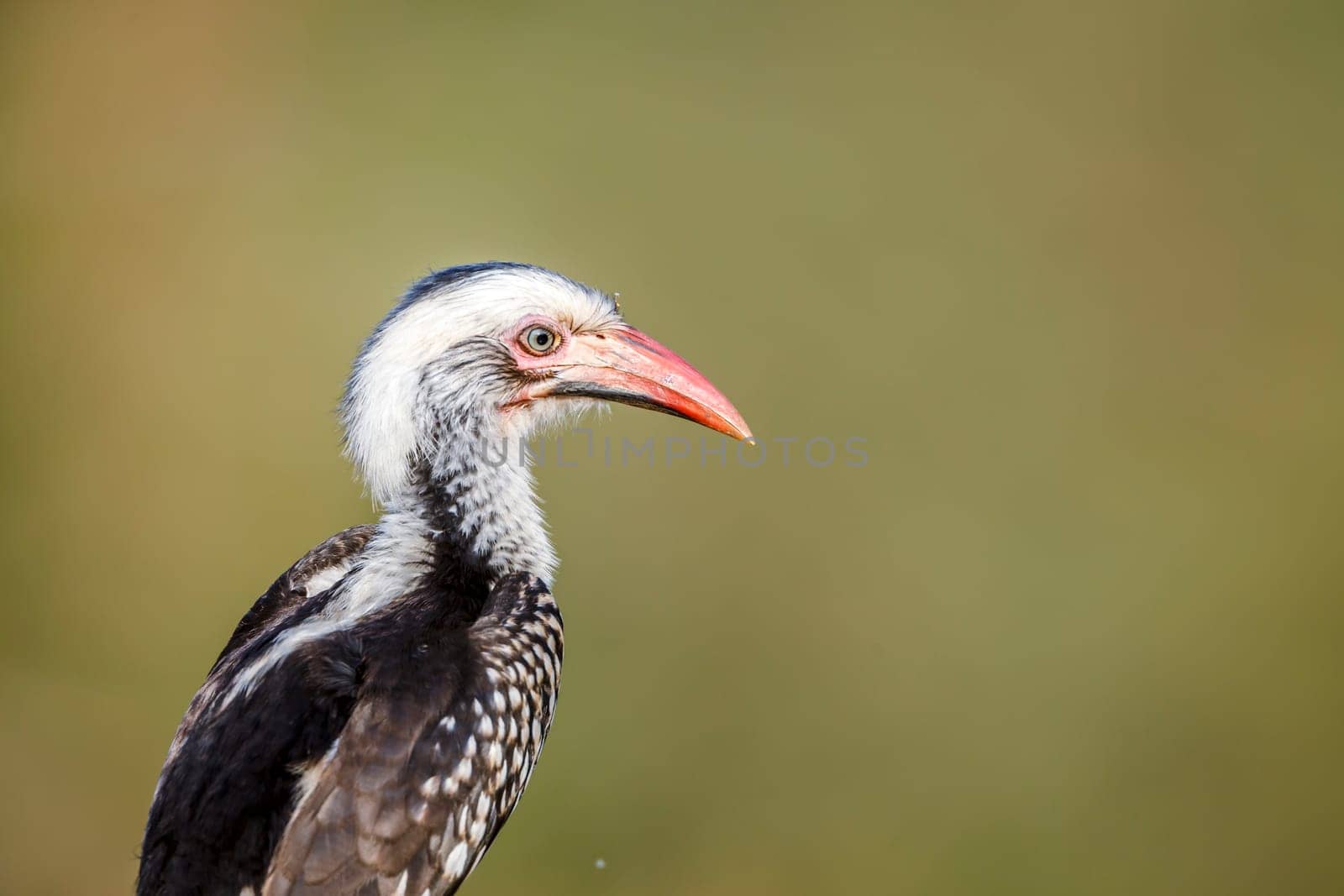 Southern Red billed Hornbill portrait isolated in natural background in Greater Kruger National park, South Africa ; Specie Tockus rufirostris family of Bucerotidae