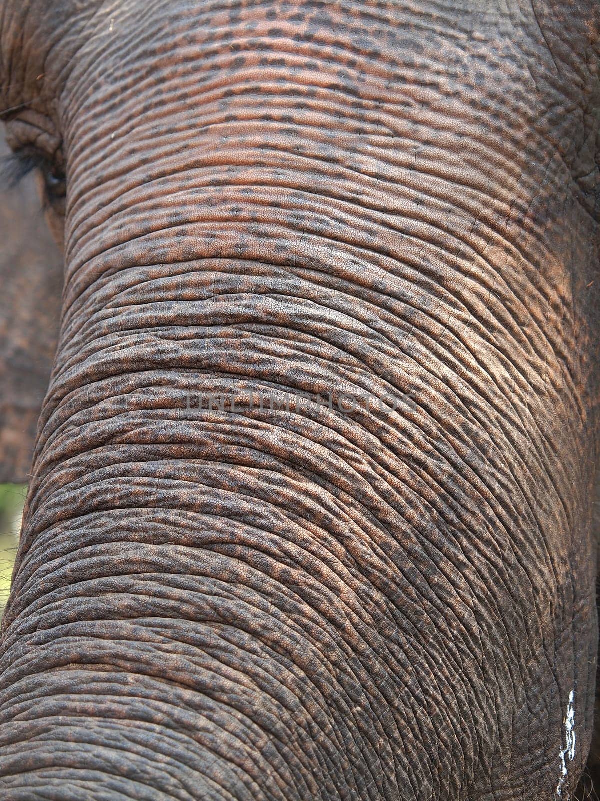 elephant skin trunk and eye