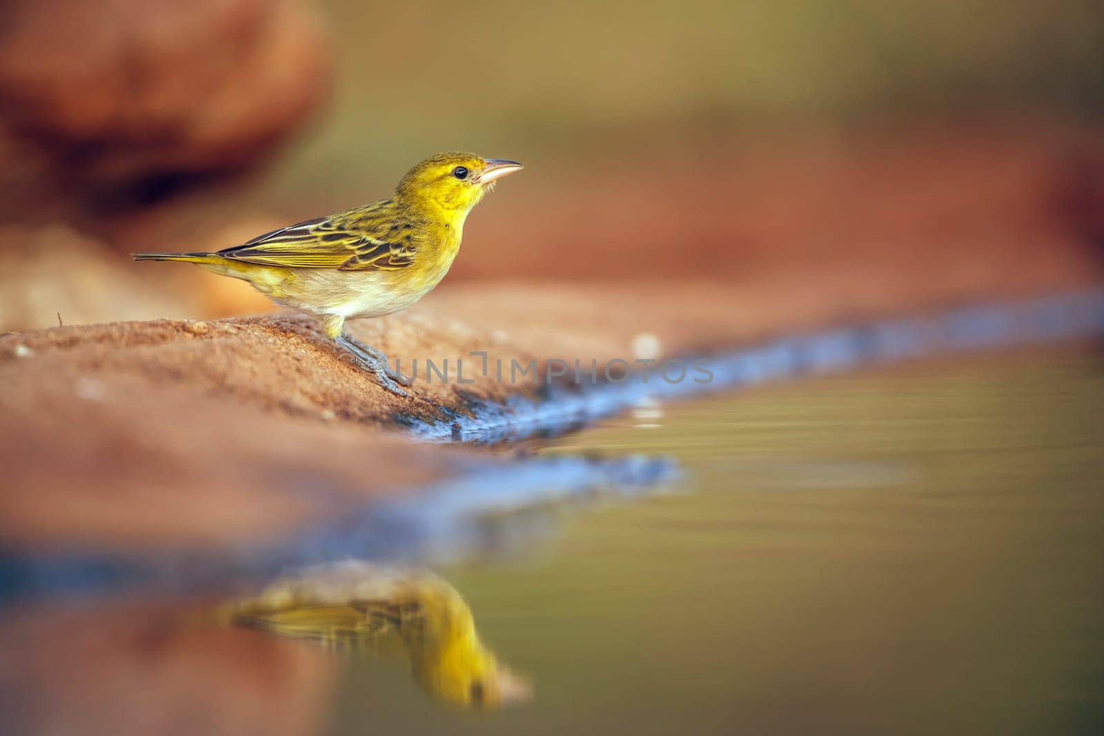 Red headed weaver standing along waterhole with reflection iin moning light in Greater Kruger National park, South Africa ; Specie Anaplectes rubriceps family of Ploceidae