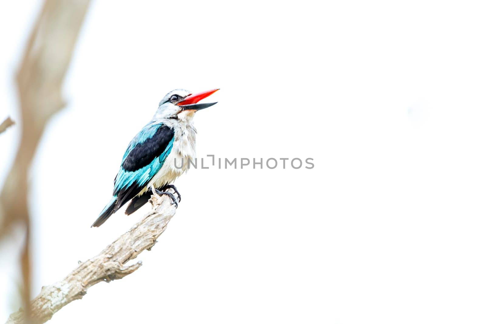 Woodland kingfisher standing on a branch isolated in white background in Greater Kruger National park, South Africa ; specie Halcyon senegalensis family of Alcedinidae