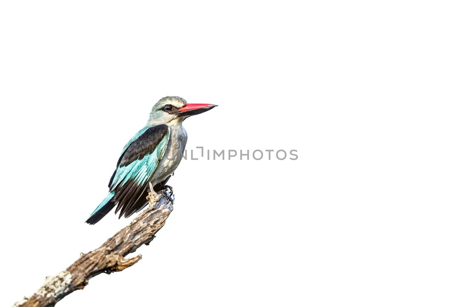 Woodland kingfisher standing on a branch isolated in white background in Greater Kruger National park, South Africa ; specie Halcyon senegalensis family of Alcedinidae