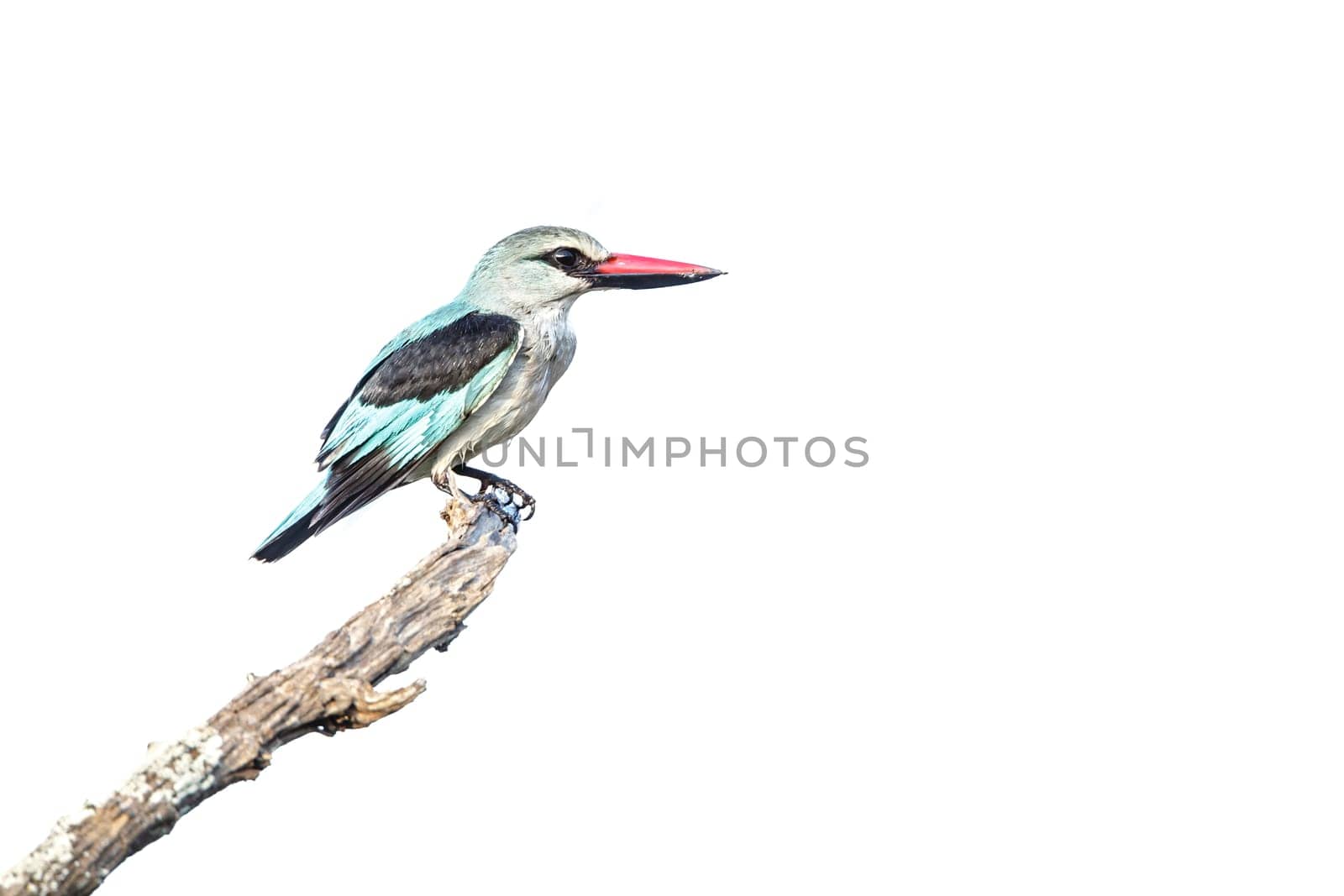 Woodland kingfisher standing on a branch isolated in white background in Greater Kruger National park, South Africa ; specie Halcyon senegalensis family of Alcedinidae