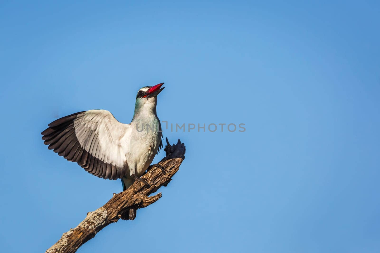 Woodland kingfisher standing on a branch spreading witngs isolated in blue sky in Greater Kruger National park, South Africa ; specie Halcyon senegalensis family of Alcedinidae