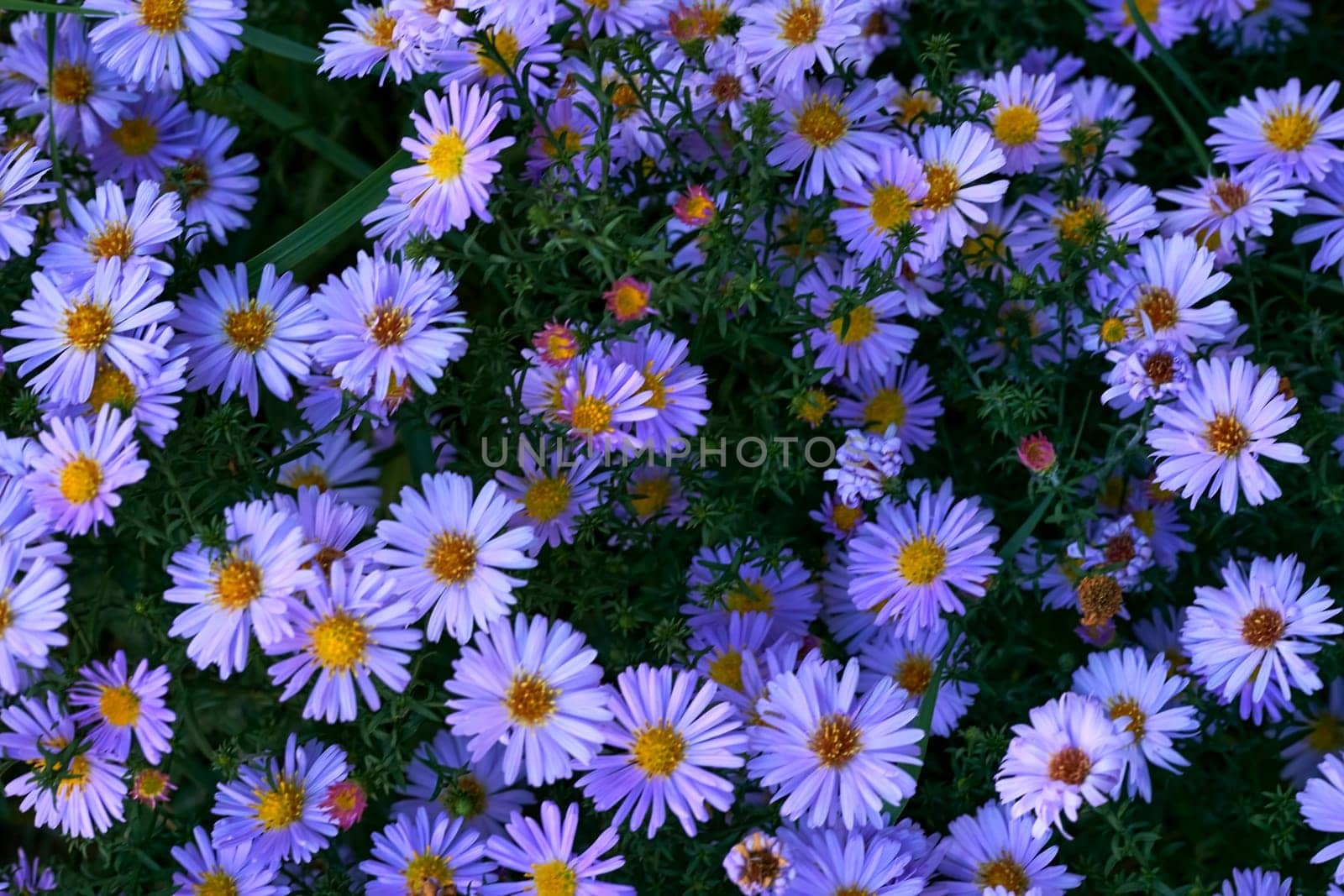 a plant of the daisy family that has bright rayed flowers, typically of purple or pink