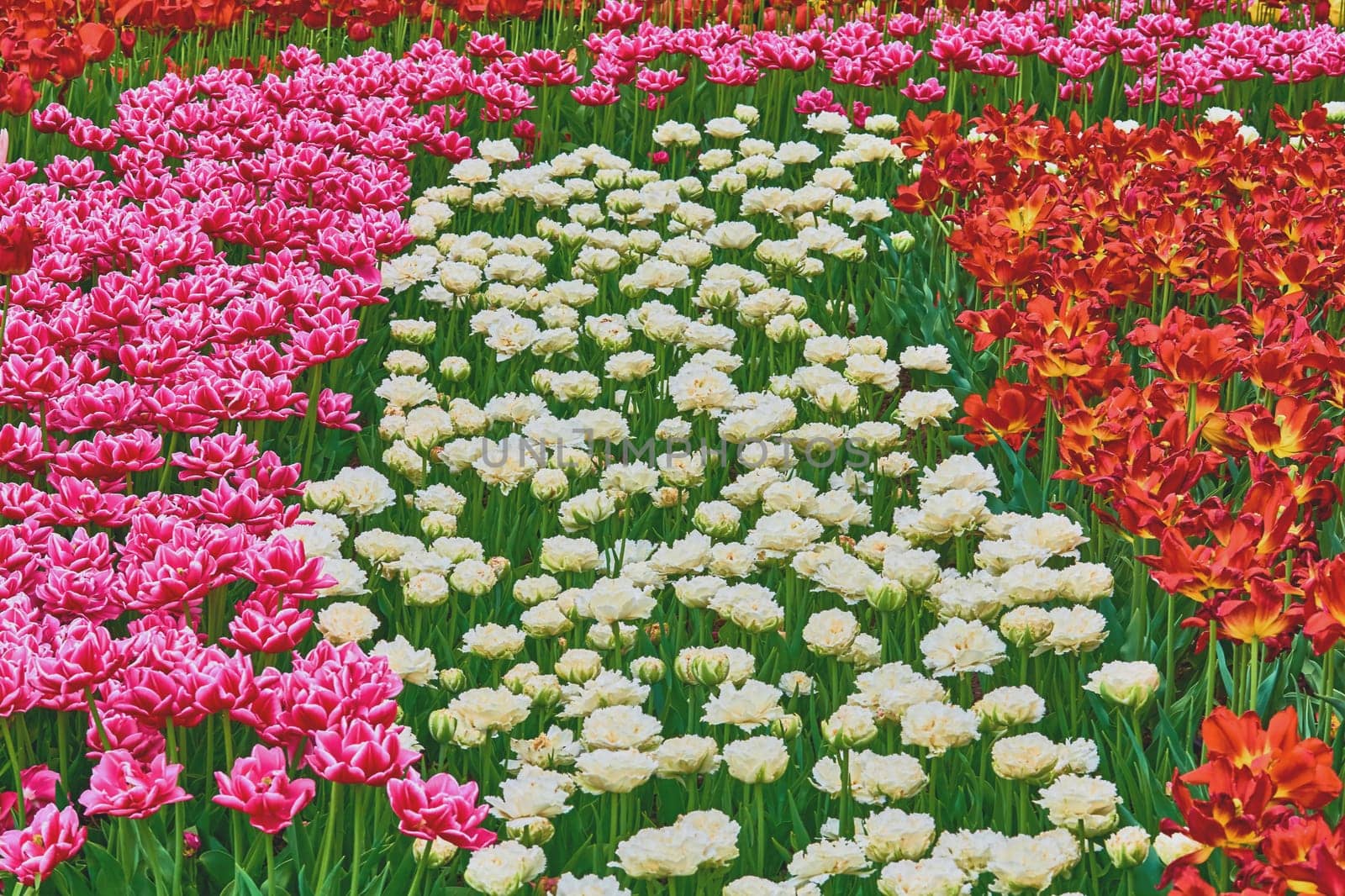 a bulbous spring flowering plant of the lily family, with boldly colored cup shaped flowers