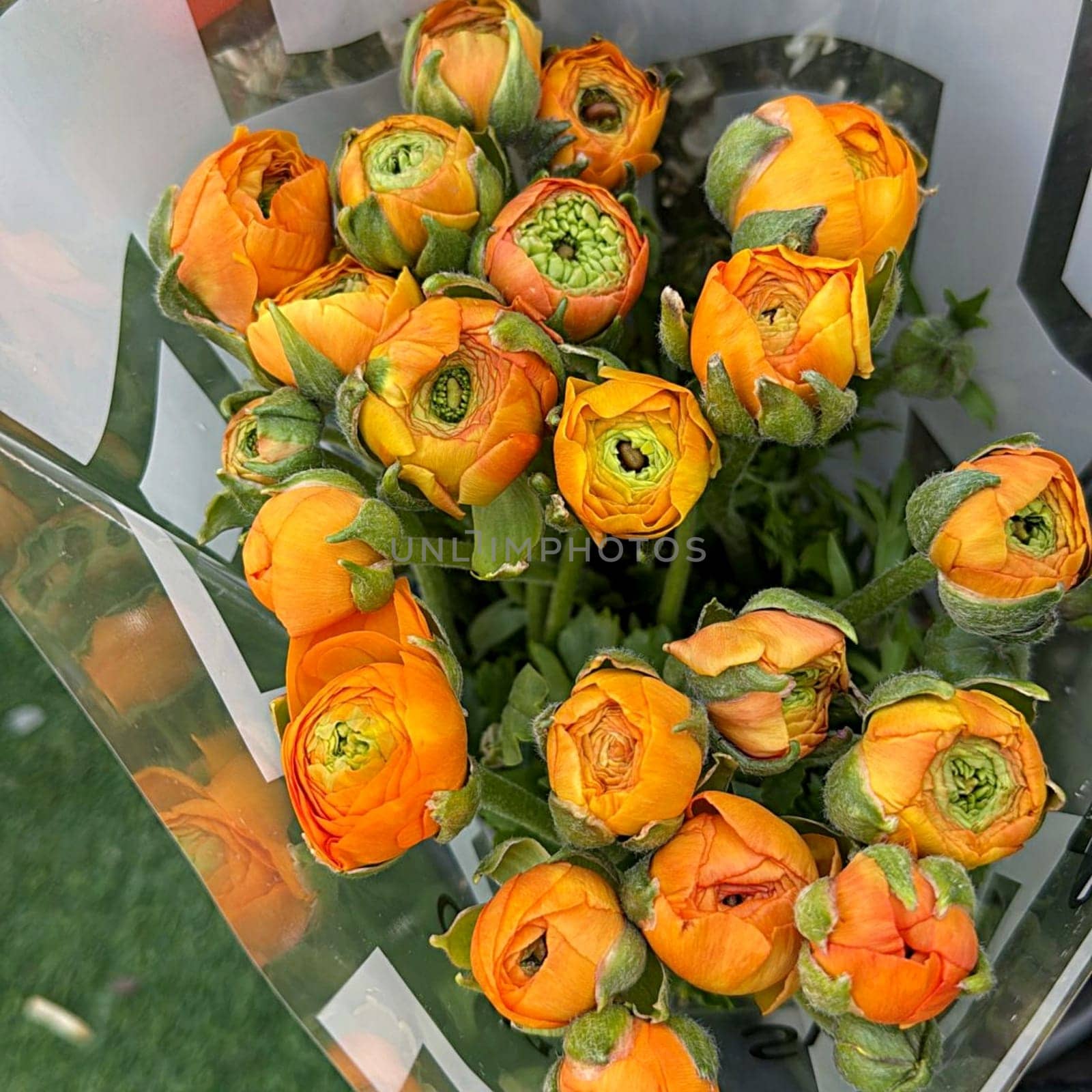 Orange flower roses garden flora botanical green leaves nature summer autumn . High quality photo