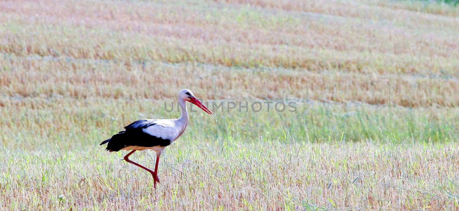 A stork strolls through a lush rice field, carefully stepping on the vibrant greenery beneath. The sun shines brightly over the peaceful rural landscape.