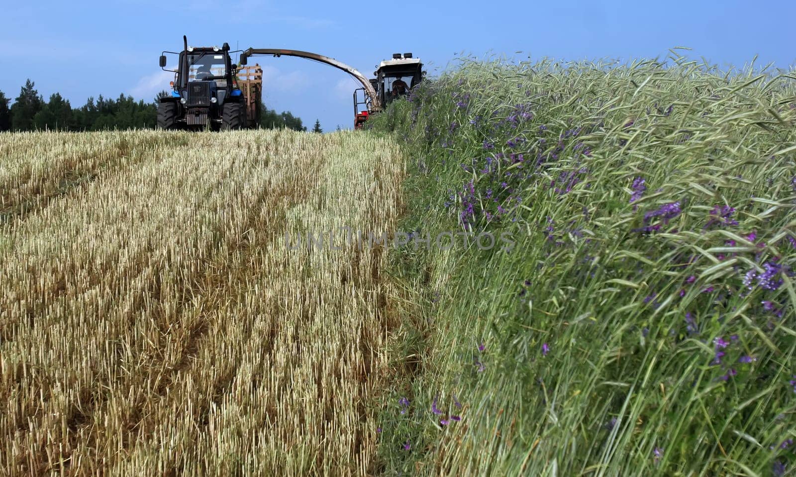 Two tractors work diligently to harvest grain in a golden field. The lush greenery stands in contrast against the bright blue sky, showcasing rural farming activity.