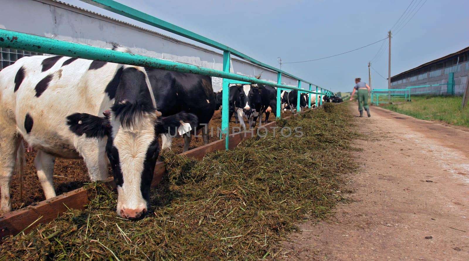 A farmer is tending to a group of cows feeding on fresh hay in a barn. The sun shines brightly over the rural landscape, enhancing the peaceful atmosphere.