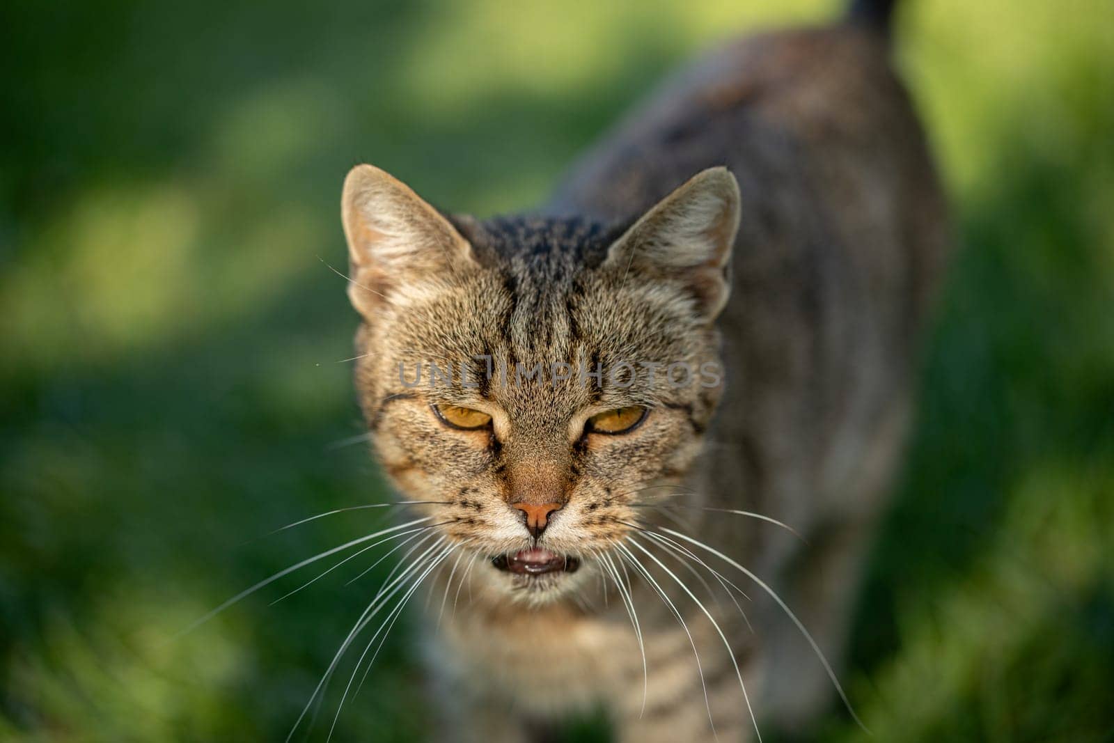 A vibrant closeup photograph of a wild cat that showcases its stunning beauty within the natural environment