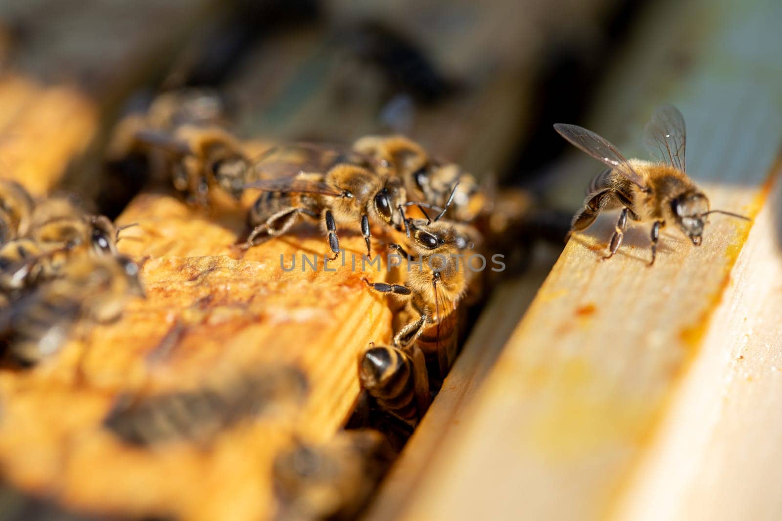 A zoomedin view of bees actively working on a hive, highlighting their vital and necessary functions in nature