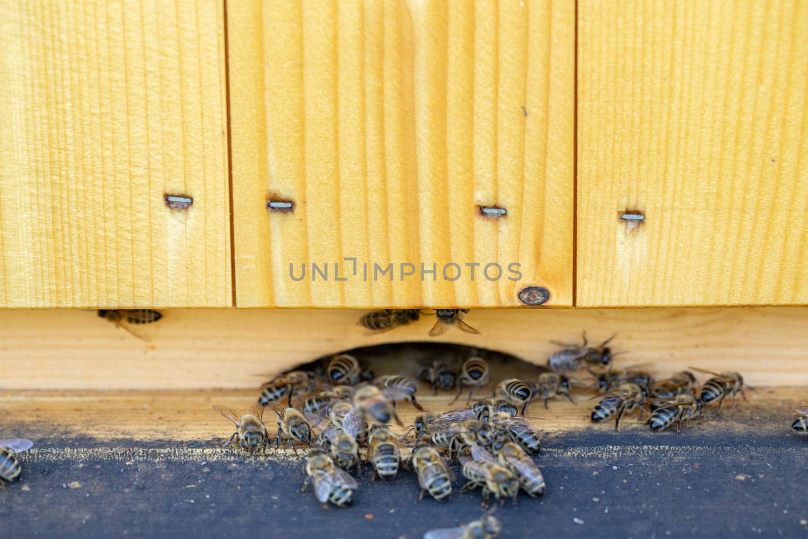 Bees returning to the hive illustrate the industriousness of essential pollinators working tirelessly