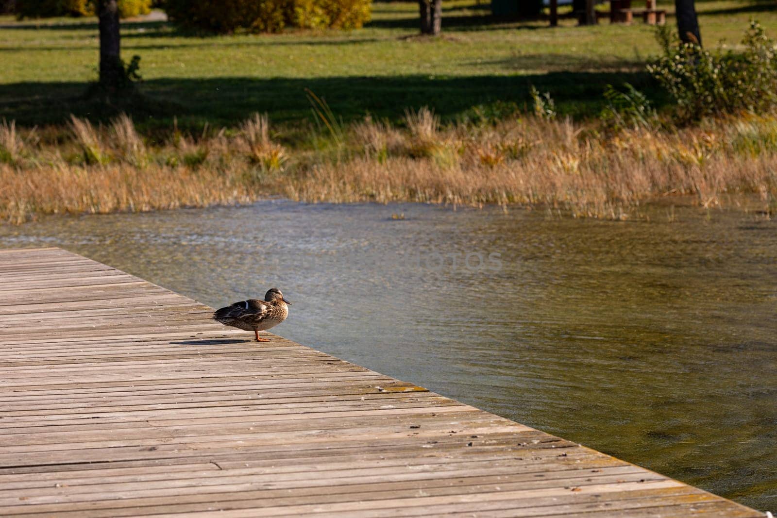 A peaceful and serene scene featuring a single duck resting quietly by the calm, tranquil waters of a beautiful park