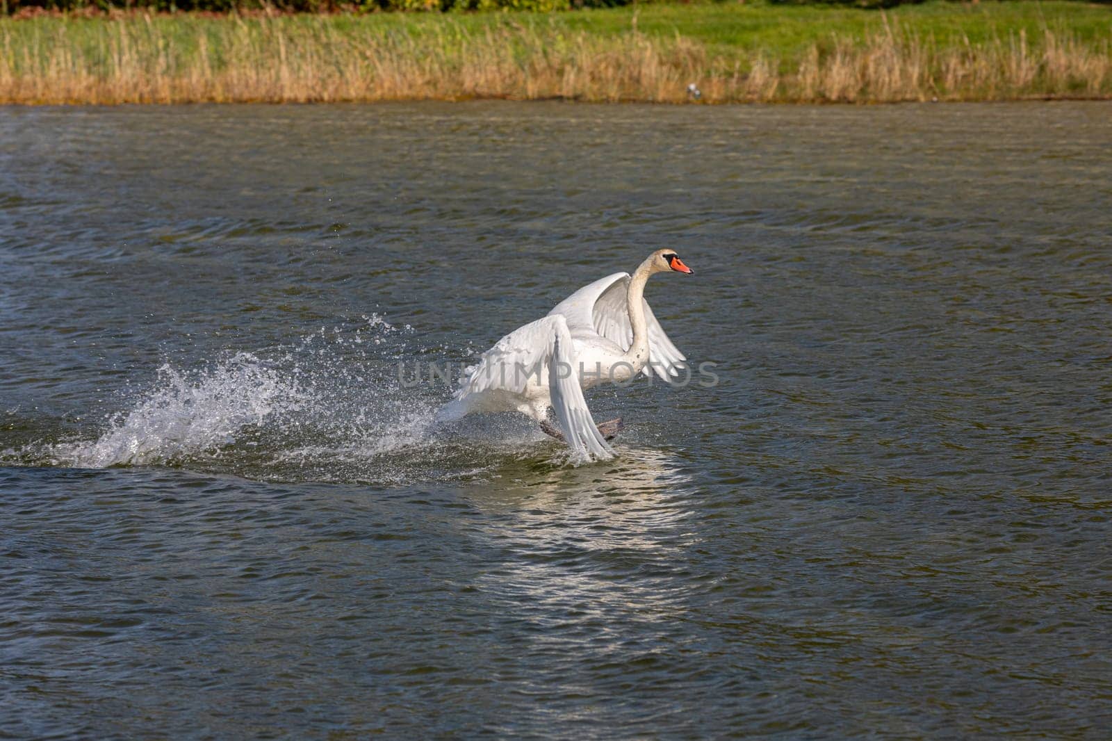 A breathtaking and mesmerizing moment of a swan gracefully taking off from the waters tranquil surface