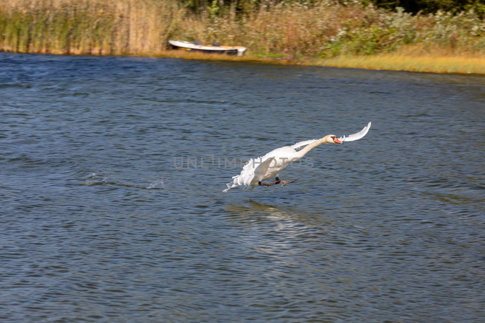 A white swan gracefully soars above a calm lake, surrounded by vibrant greenery, creating a picturesque scene