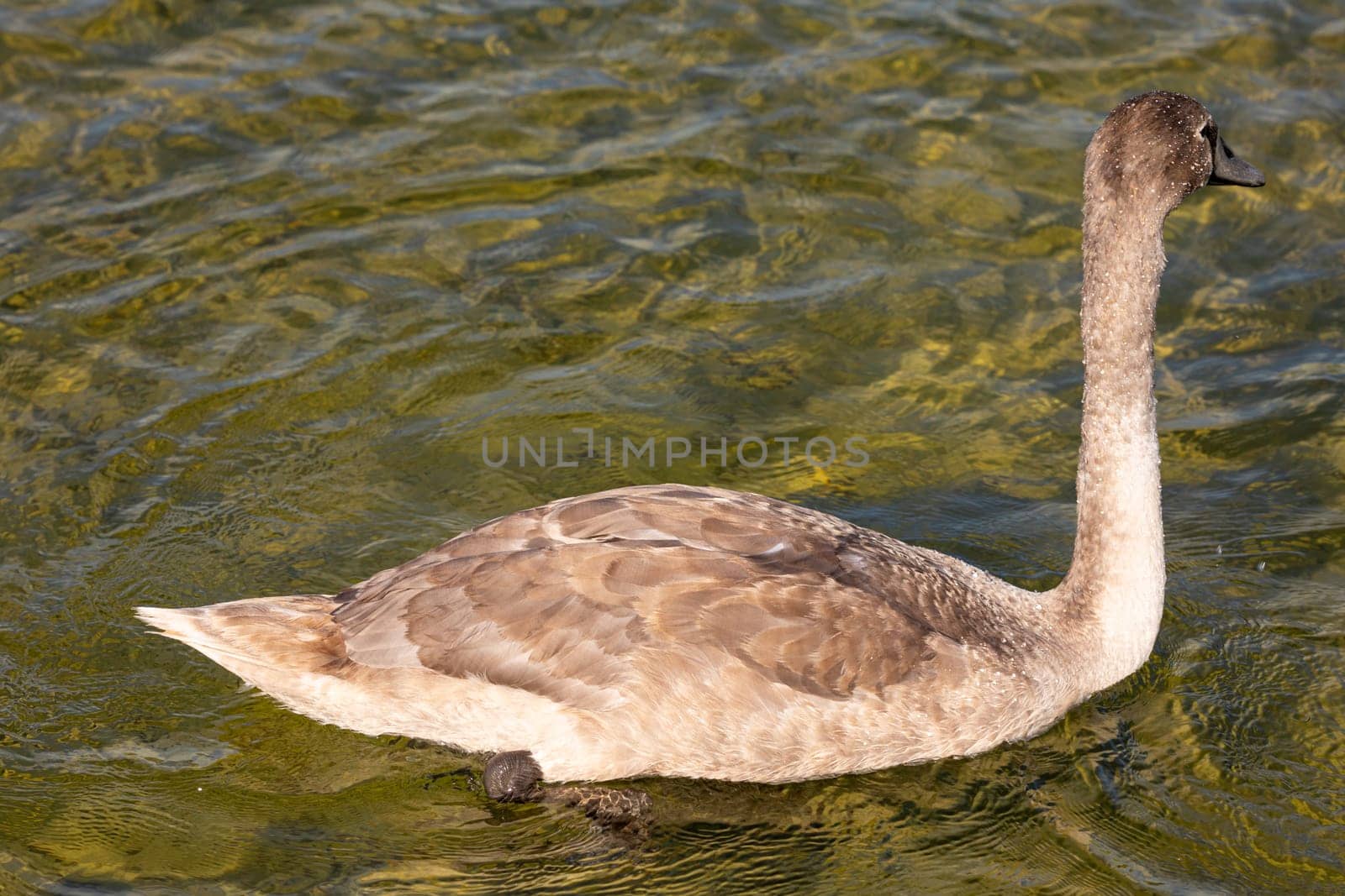 A young swan is gracefully gliding effortlessly across a shimmering and calm water surface on this beautiful day