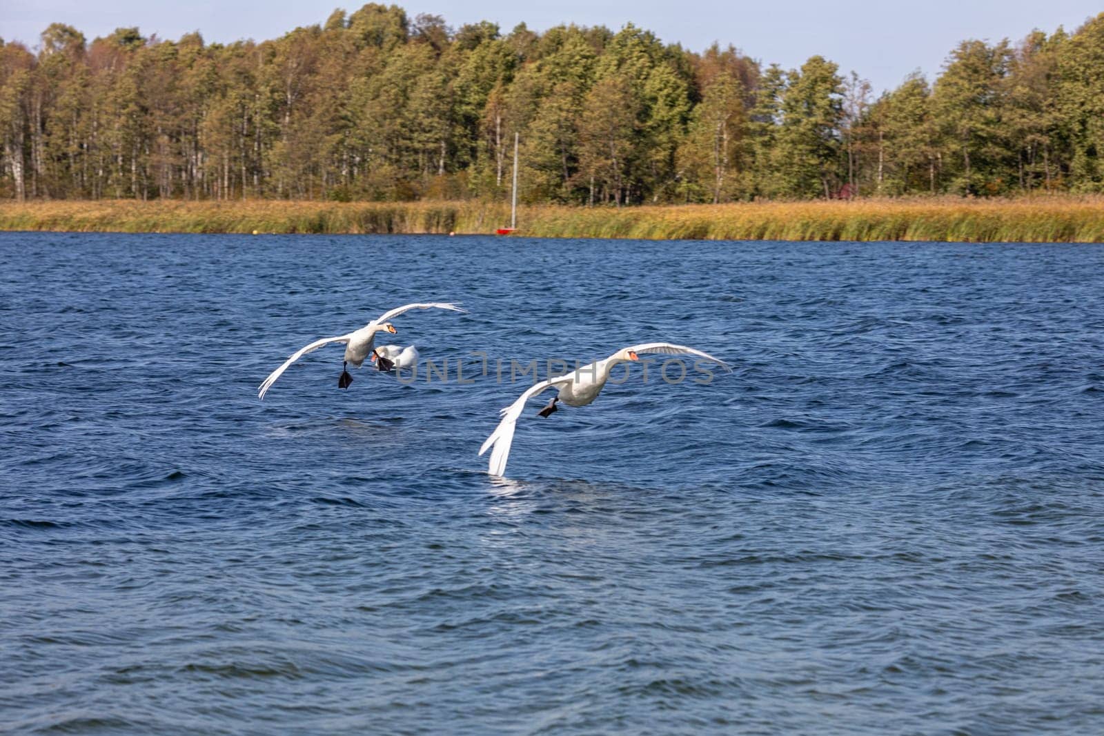 Graceful swans elegantly glide across the sparkling blue waters, showcasing the serene beauty of nature