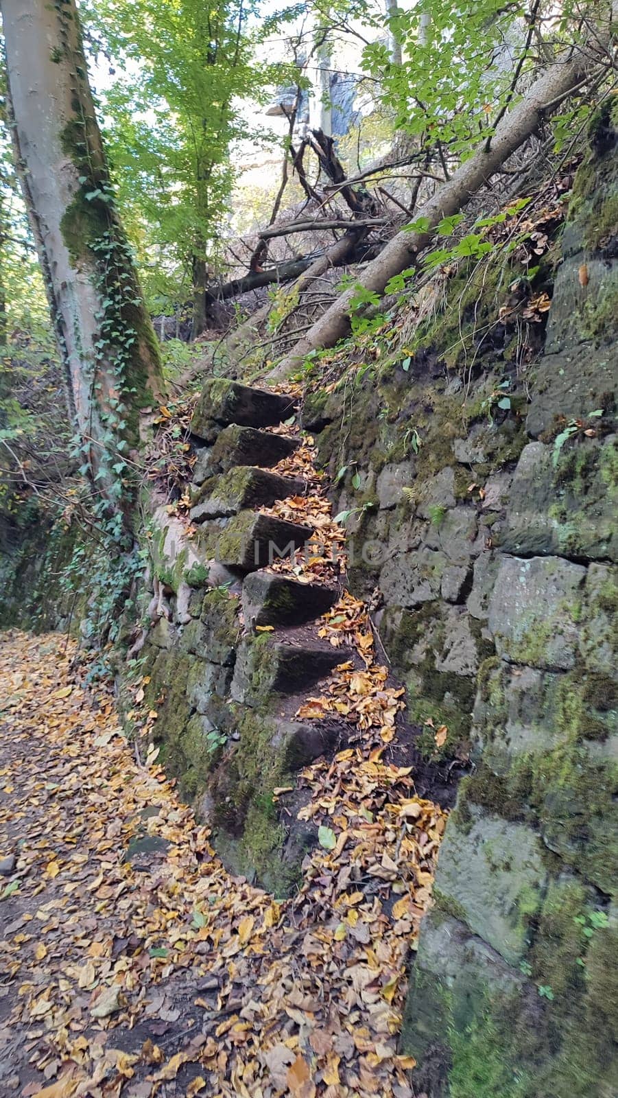 Stone mossy steps autumn nature tree forest landscape park background leaves trees . High quality photo