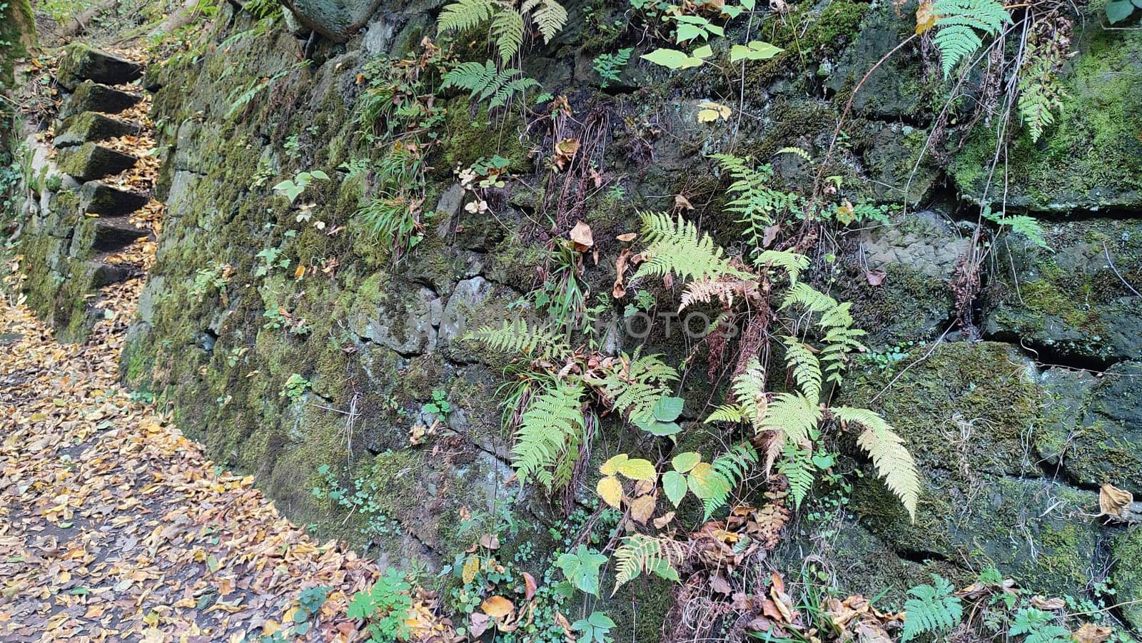 Stone moss ferns green leaves nature summer autumn background landscape . High quality photo
