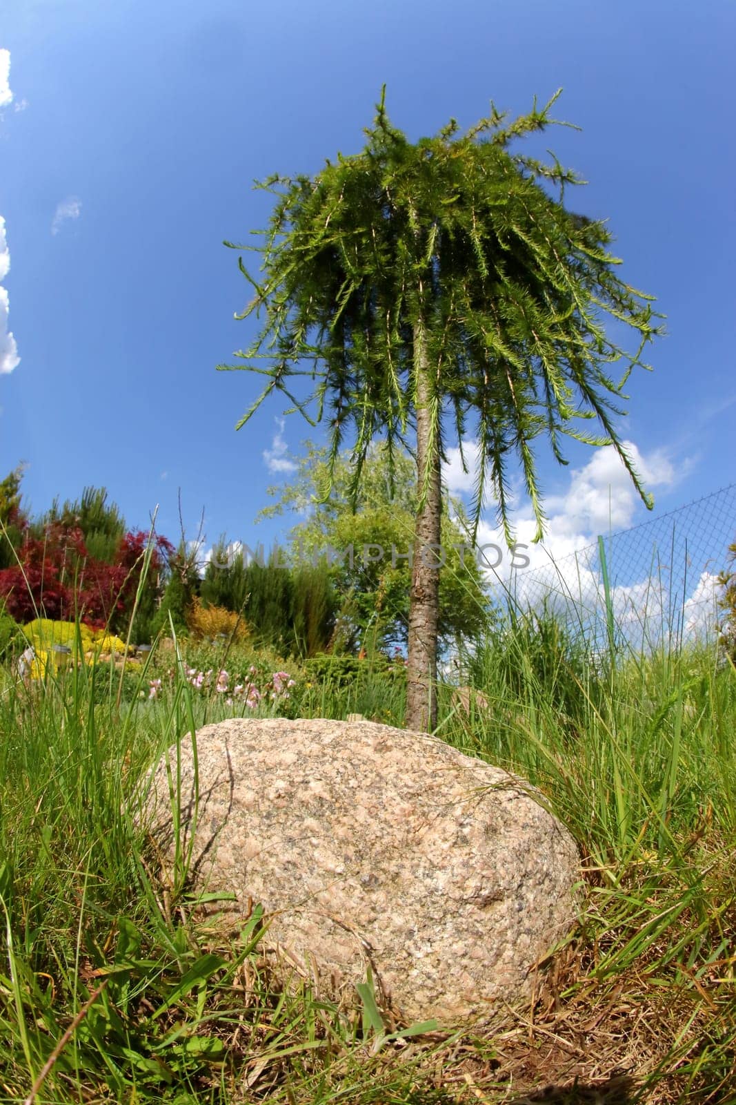 A distinctive tree with vibrant foliage stands majestically by a sturdy rock under a bright blue sky