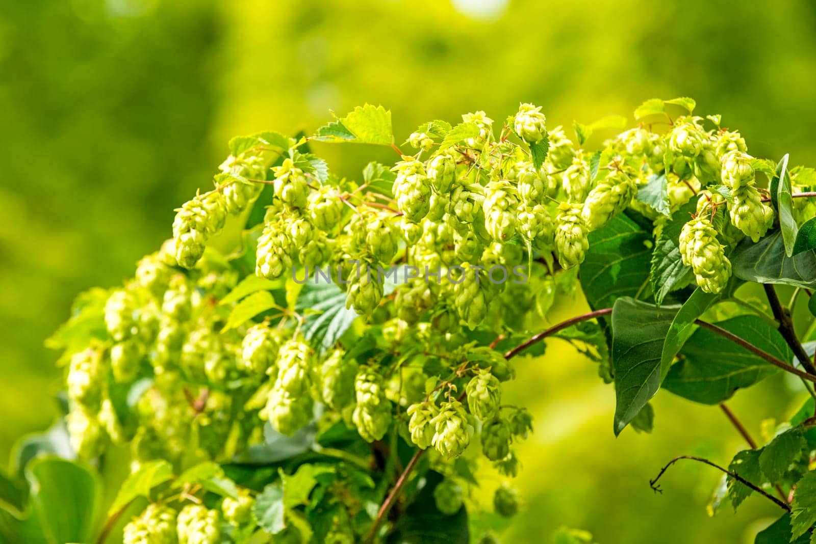 Hops,close-up of cones