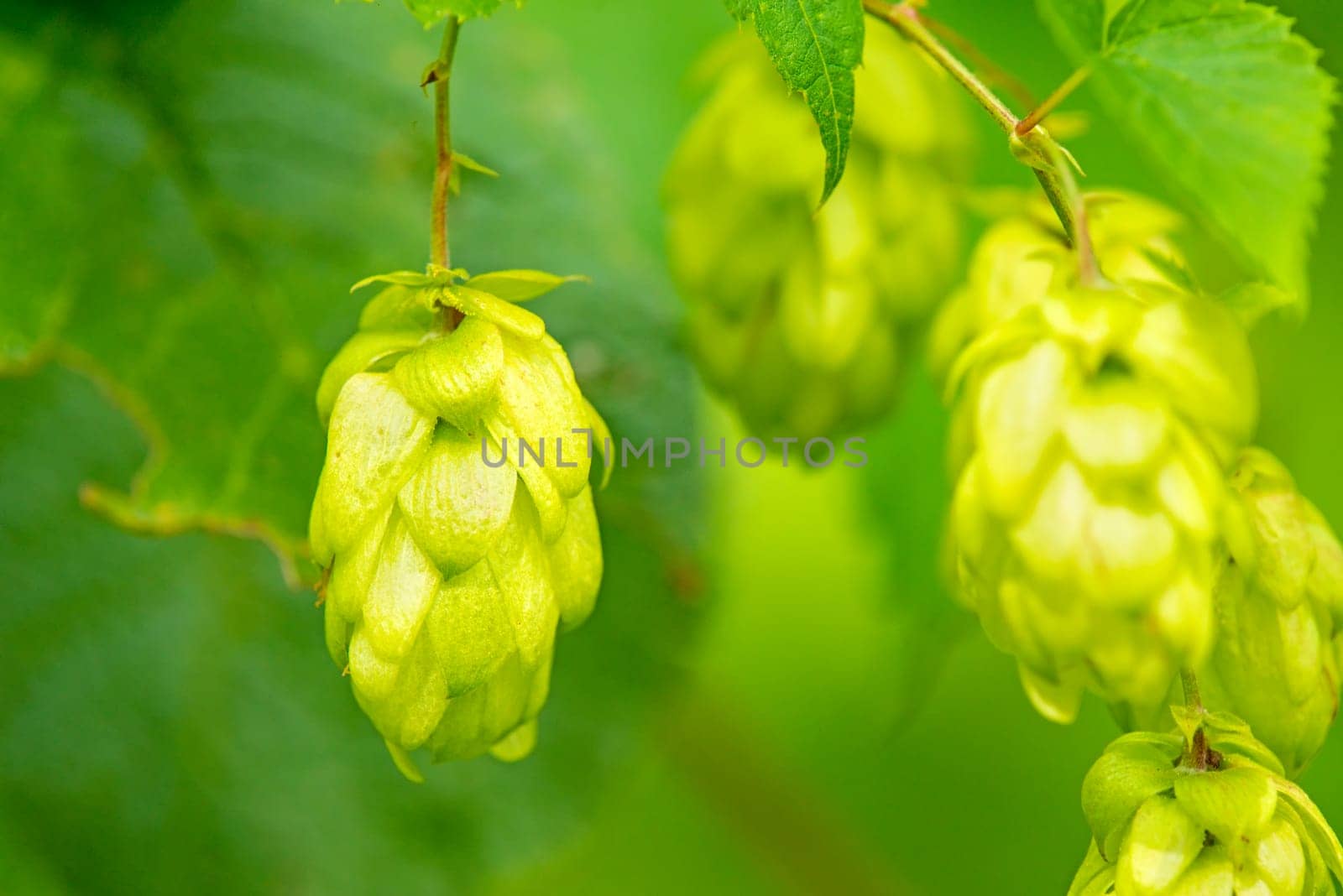 Hops,close-up of cones