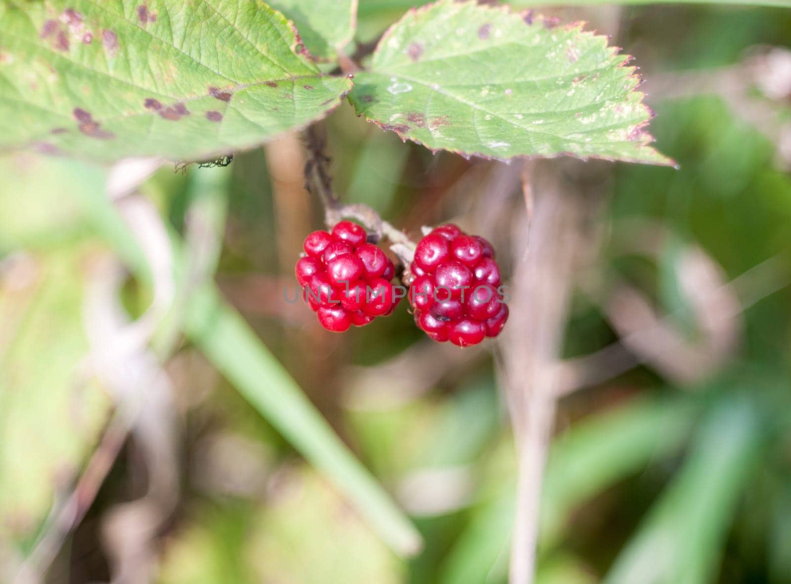 two small red raspberries blackberries bramble bush growing  Essex  England  UK