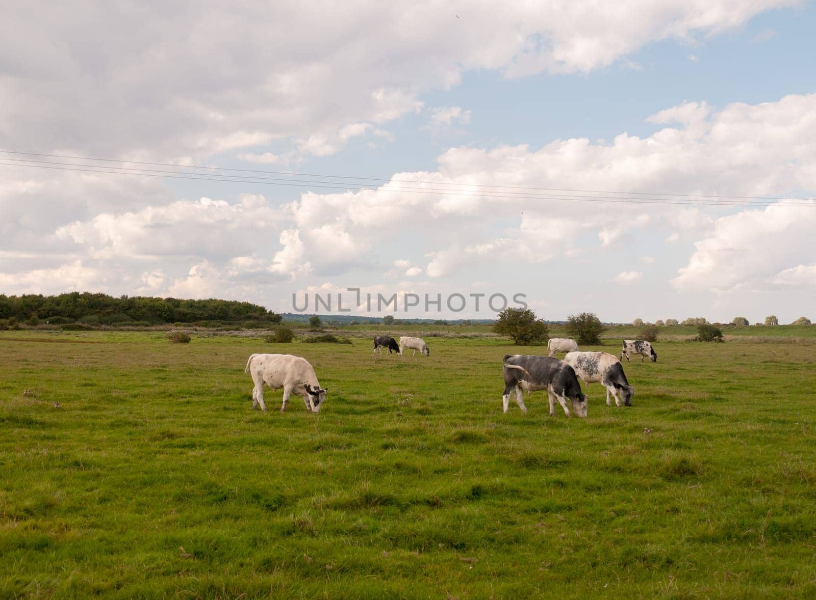 a landscape scene with dairy farm cows grazing on the grass Essex  England  UK