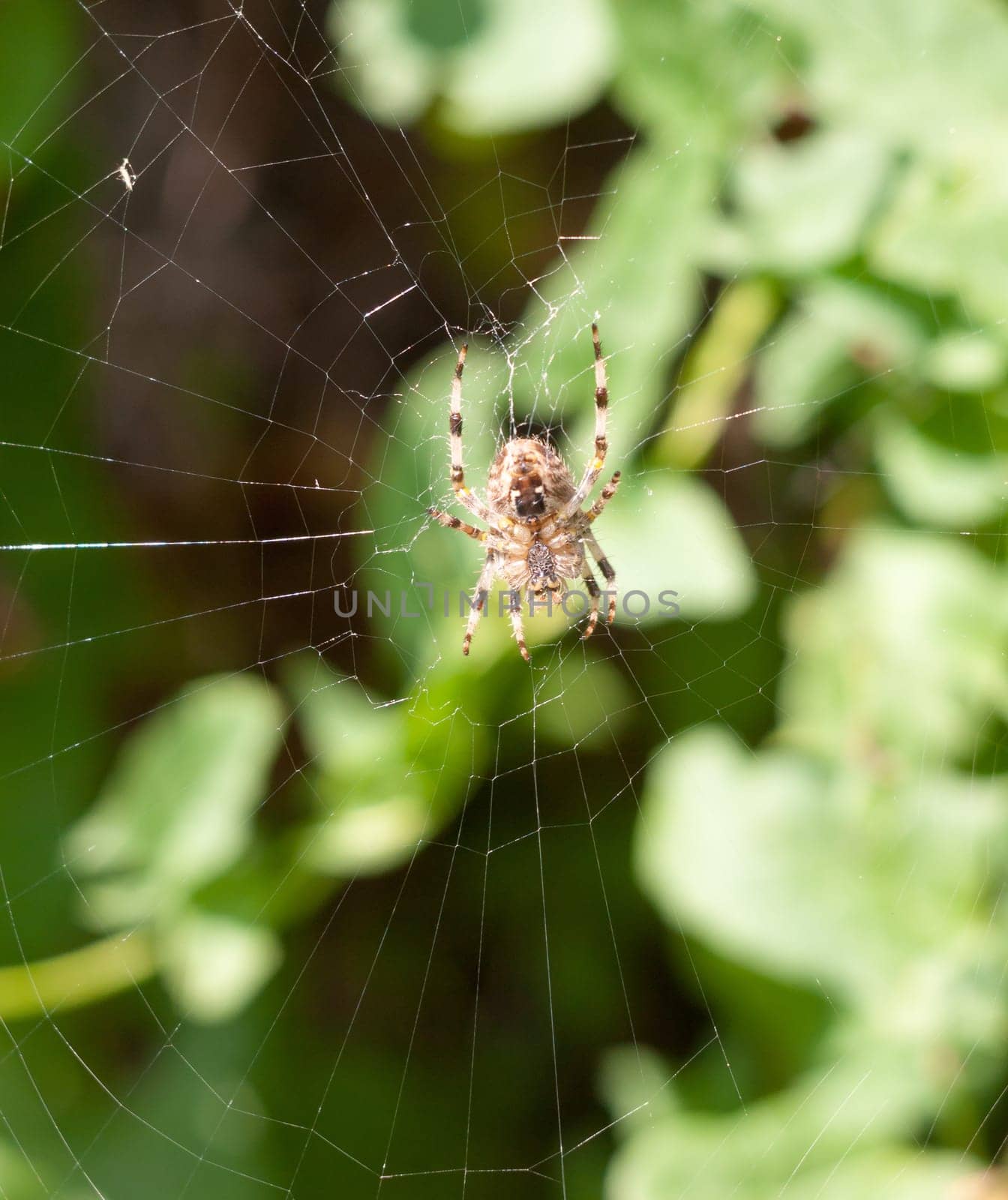 spider on web spider on web outside  European Garden Spider or Cross Orb-Weaver  Essex  England  UK