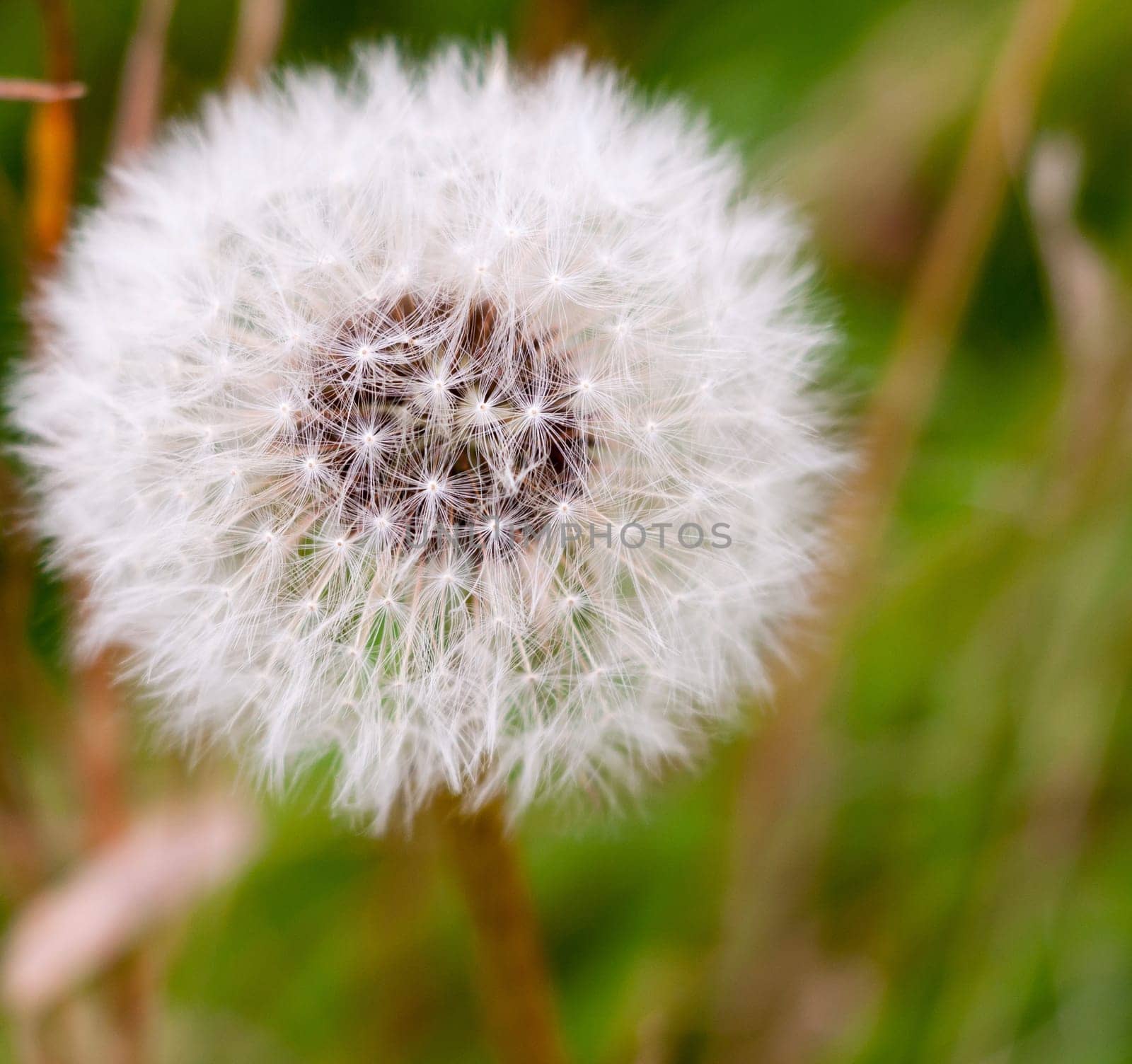 white flower dandelion Taraxacum seed head full  Essex  England  UK