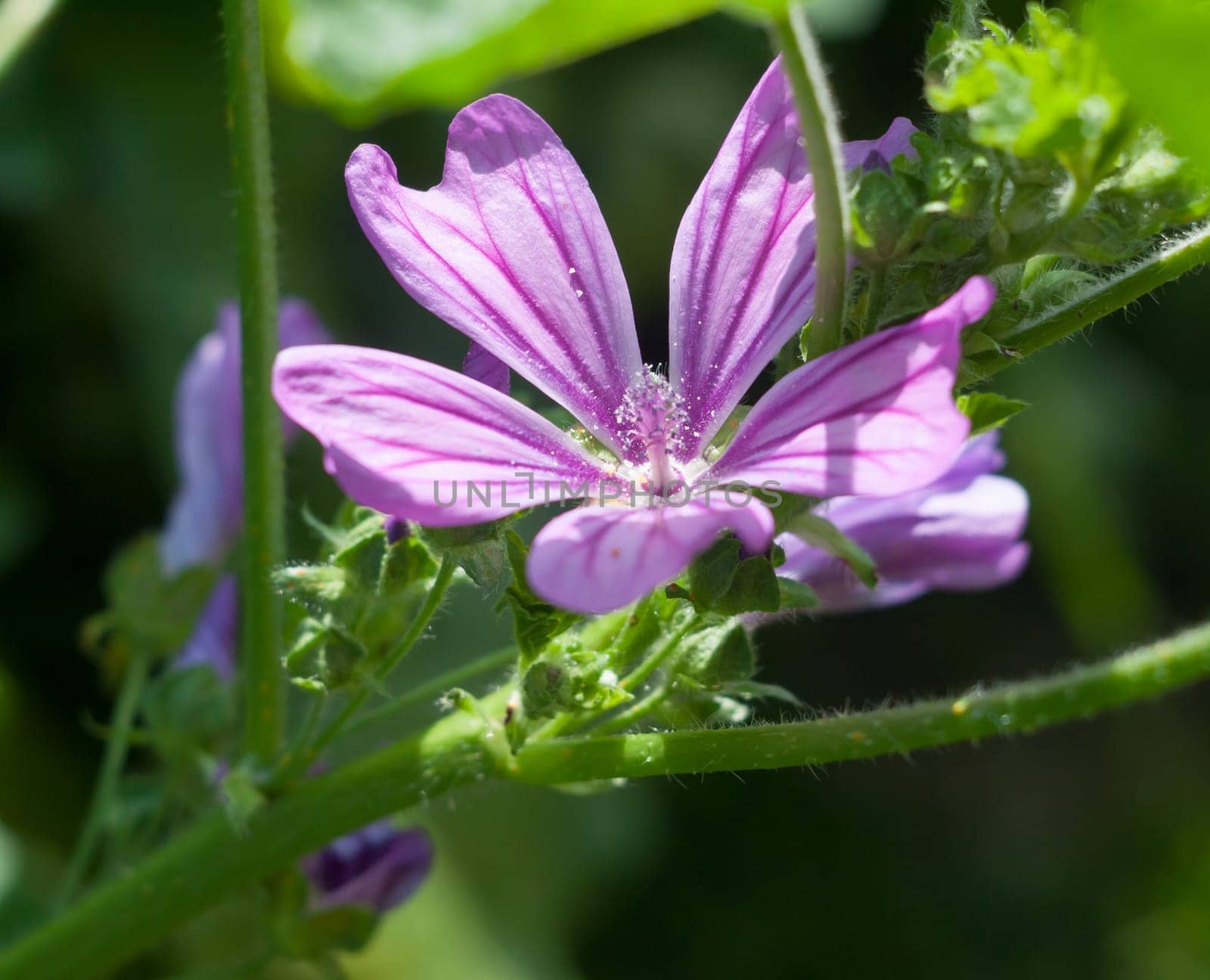beautiful clear sharp purple common mallow flower Malva sylvestris  Essex  England  UK