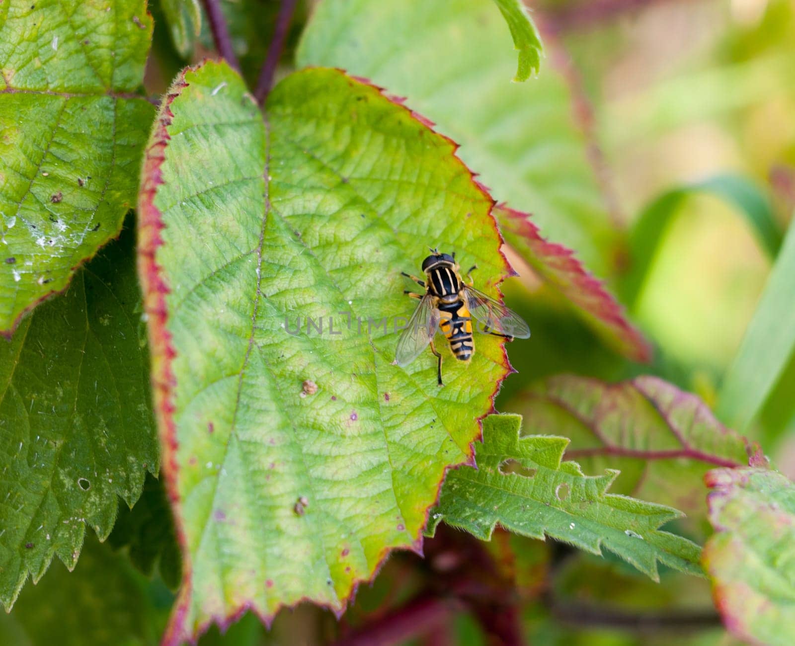 beautiful dead head hover fly Myathropa florea  Essex  England  UK