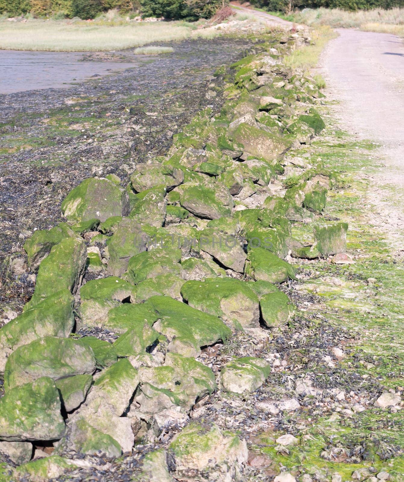 algae covered rocks formation at side of road Essex  England  UK