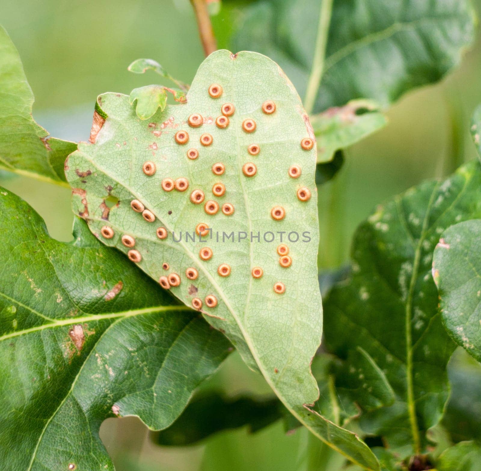 brown small circle dots leaf surface tree  Essex  England  UK
